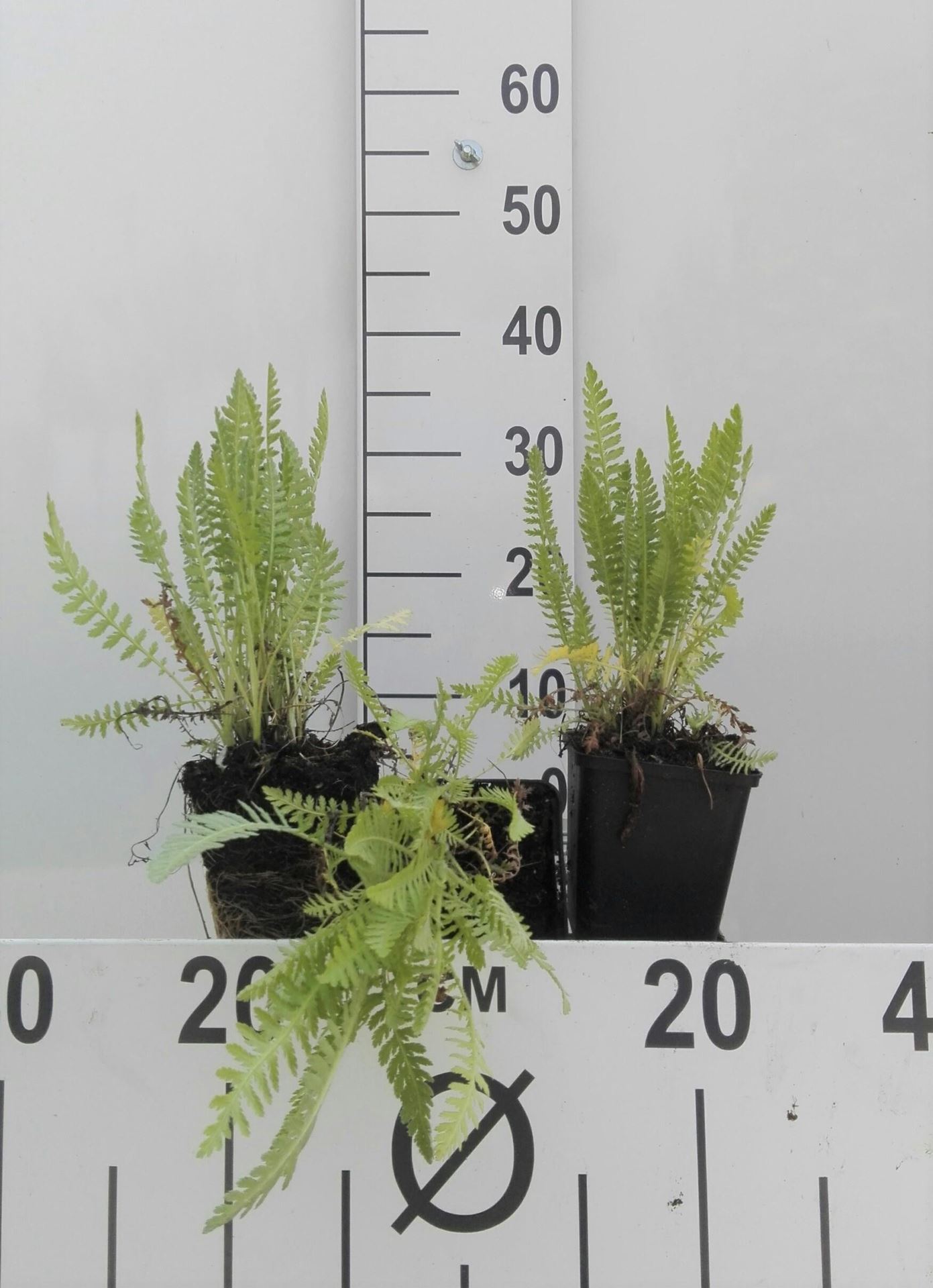 Achillea filipendulina'Cloth of Gold'- pot 9x9 cm afbeelding