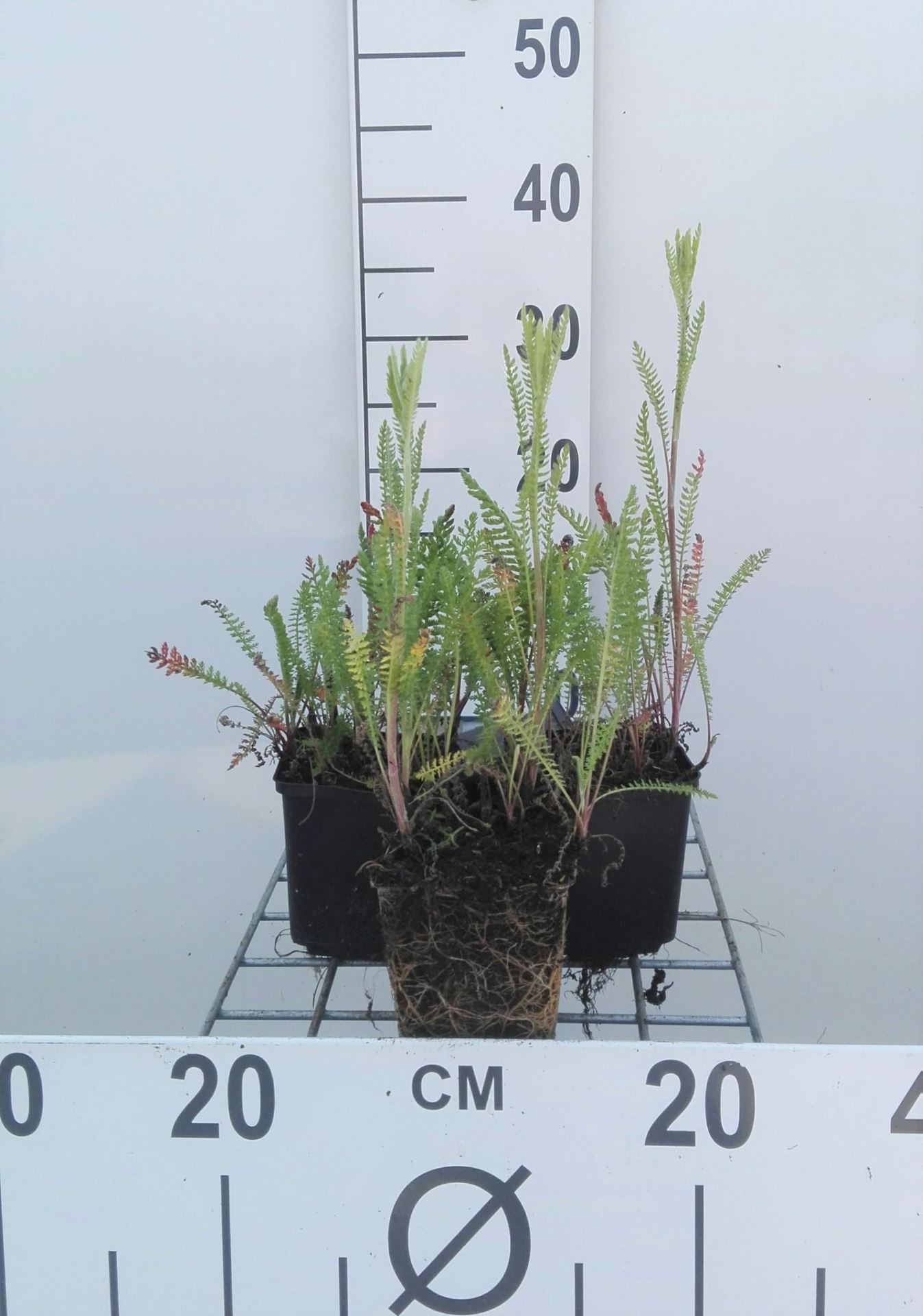 Achillea'Credo'- pot 9x9 cm afbeelding