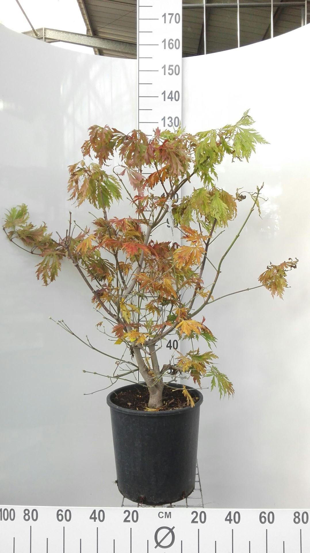 Acer japonicum'Aconitifolium'- pot 18L - 100-125 cm afbeelding