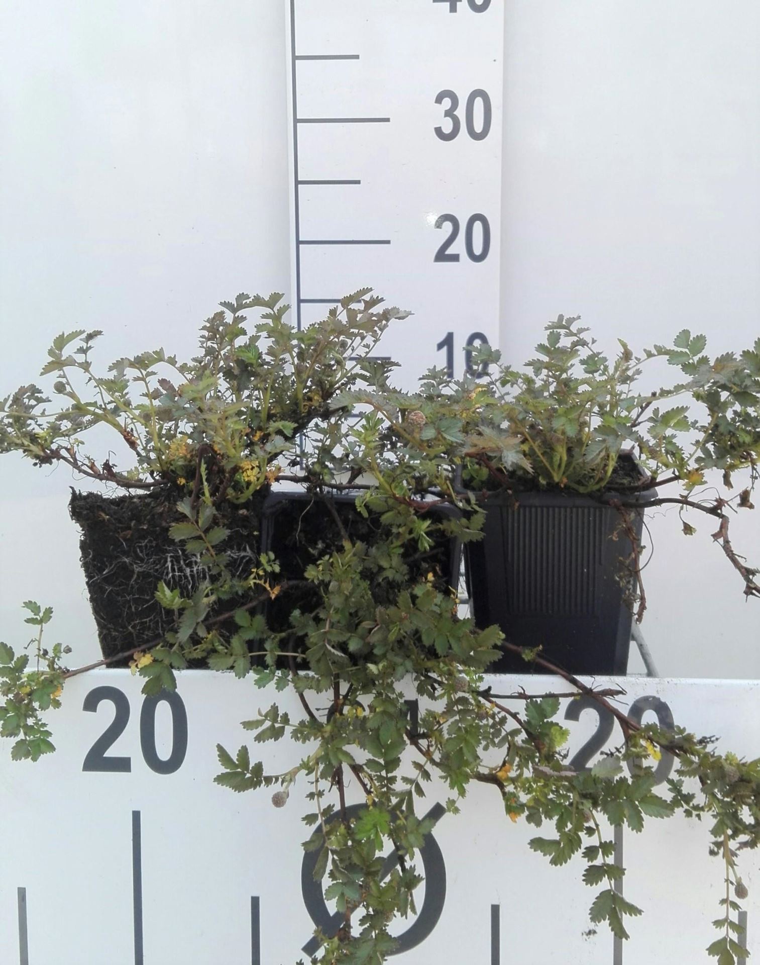 Acaena microphylla - pot 9x9 cm afbeelding
