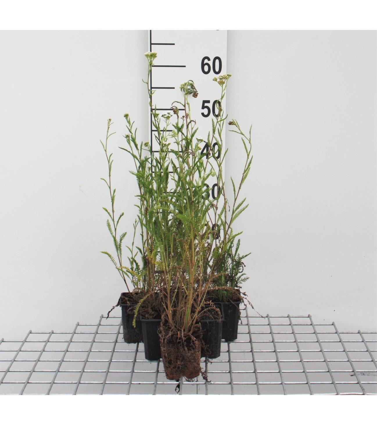 Achillea millefolium - pot 9x9 cm (Duizendblad) - Duizendblad / Gewoon duizendblad afbeelding