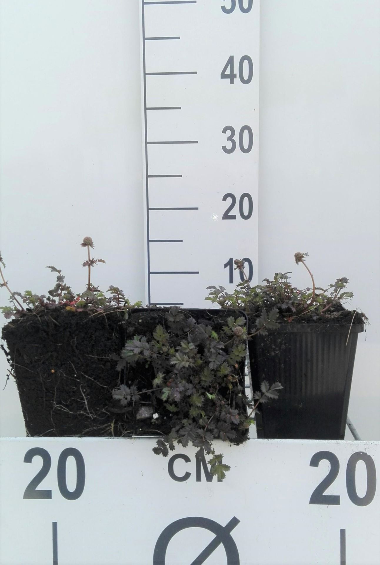 Acaena microphylla'Kupferteppich'- pot 9x9 cm afbeelding