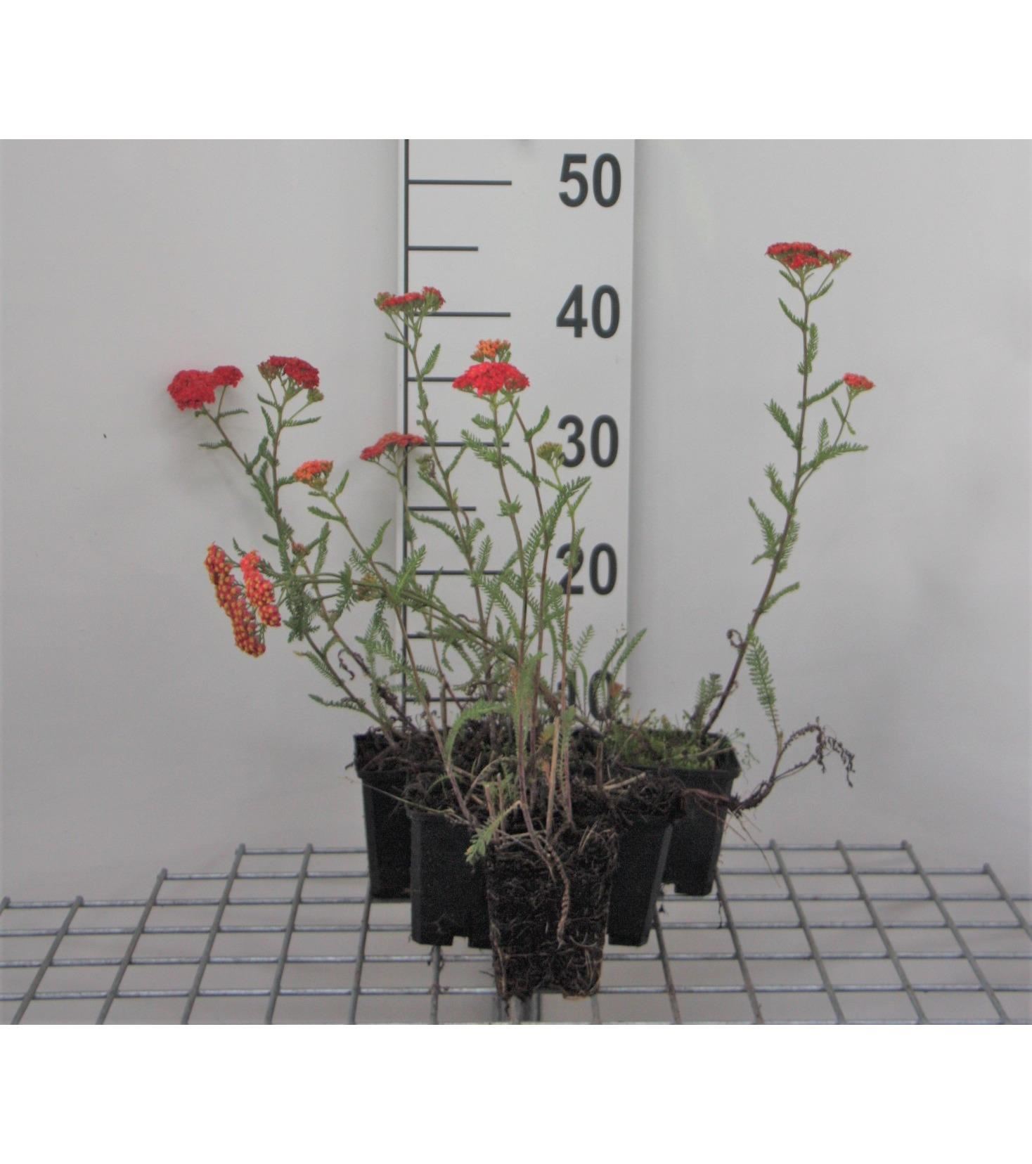 Achillea millefolium'Paprika'- pot 9x9 cm - Duizendblad afbeelding