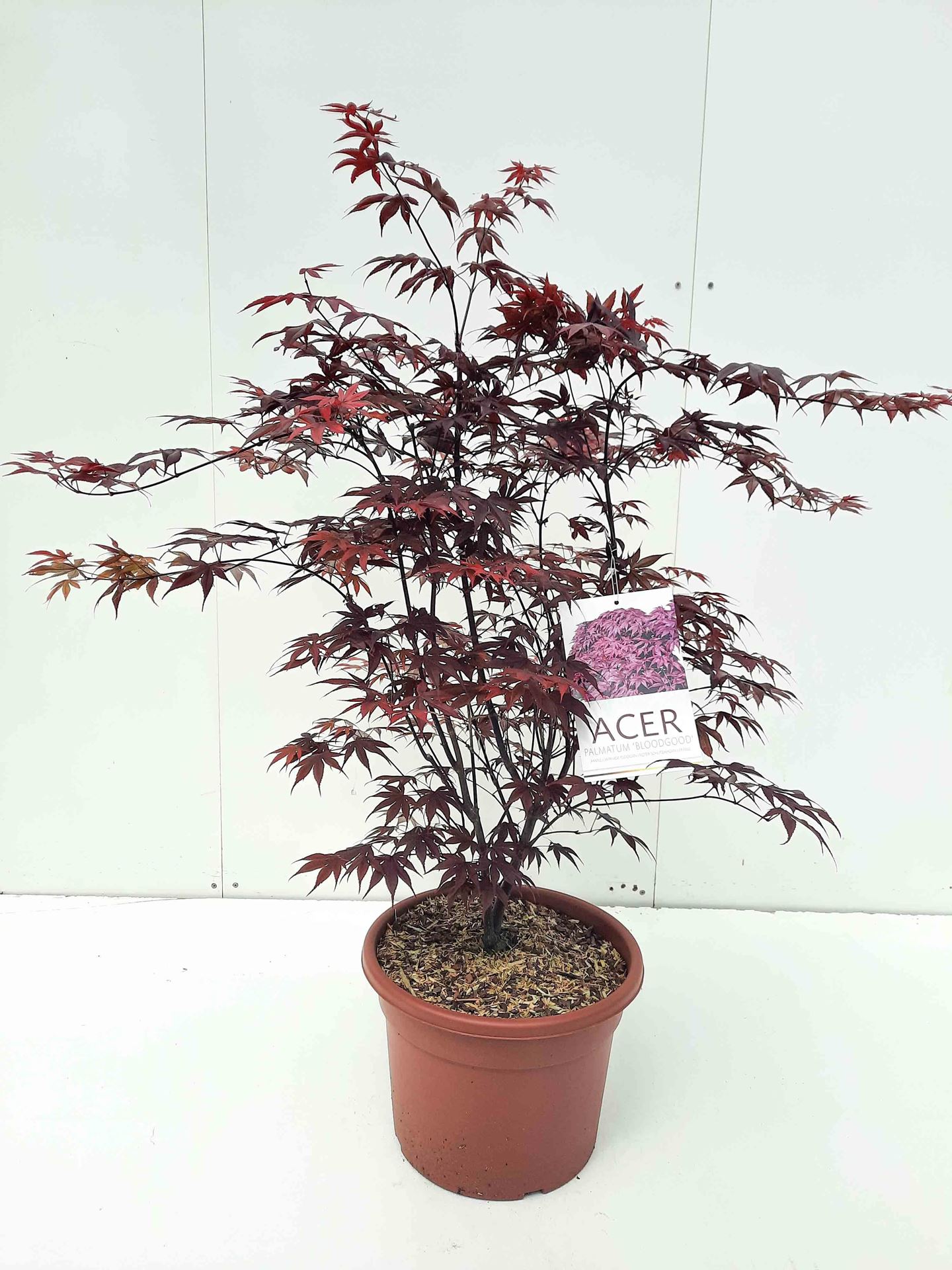 Acer palmatum'Bloodgood'- pot 15L - 100-125 cm - Japanse esdoorn afbeelding