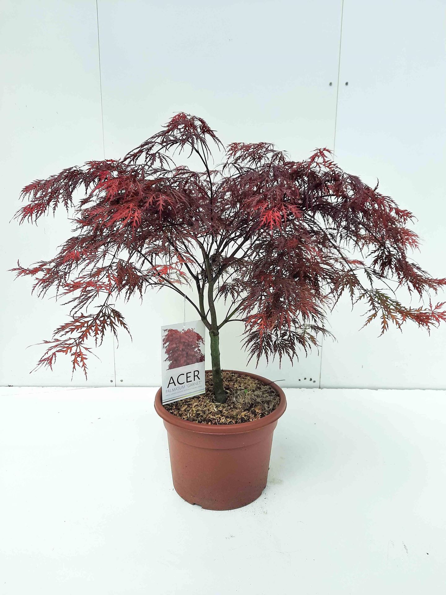 Acer palmatum'Garnet'- pot 15L - 60-80 cm afbeelding
