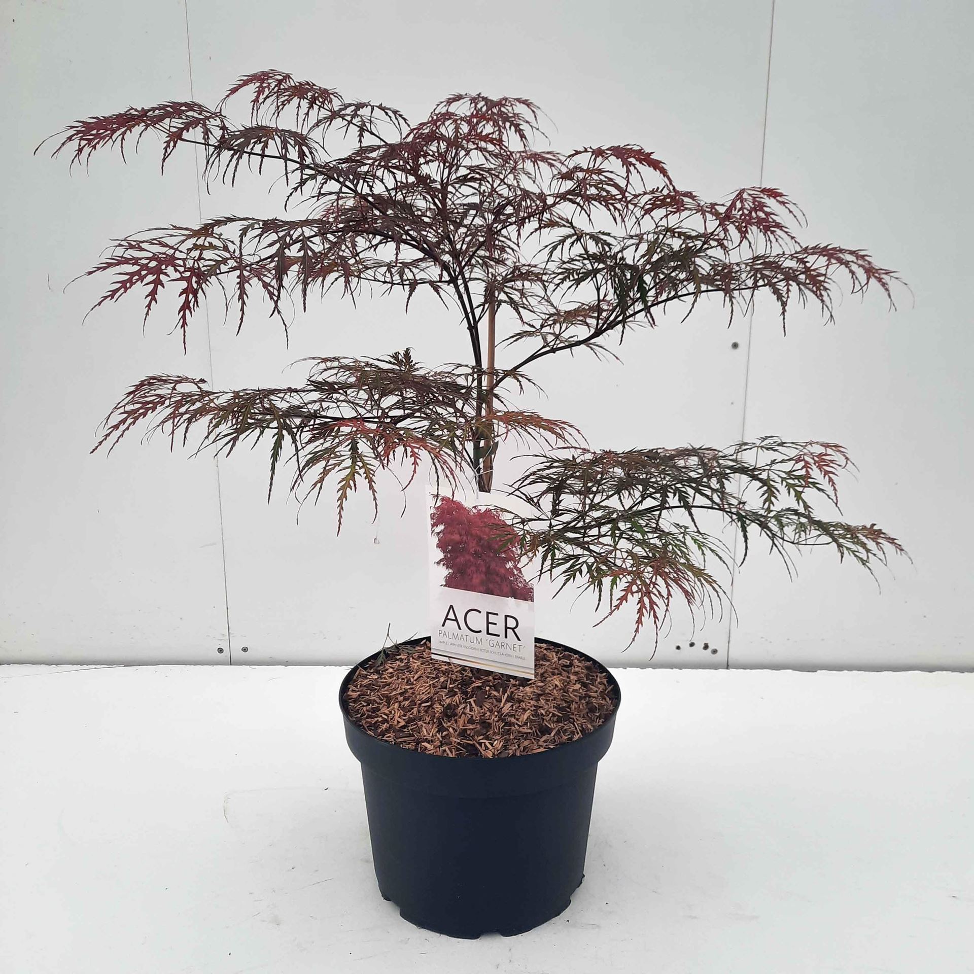 Acer palmatum'Garnet'- pot 10L - 60+ cm - Japanse esdoorn afbeelding