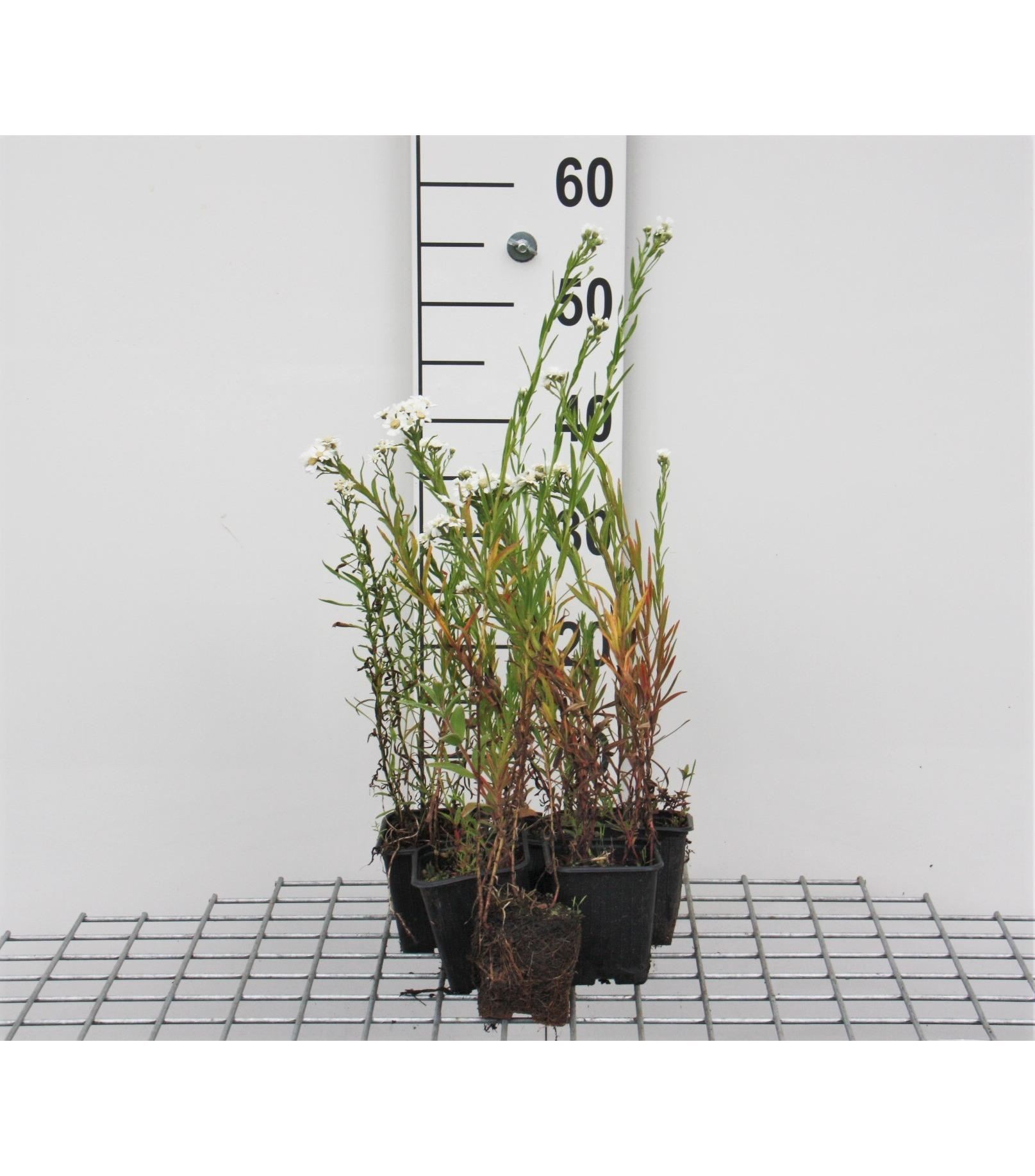 Achillea ptarmica'The Pearl'- pot 9x9 cm afbeelding