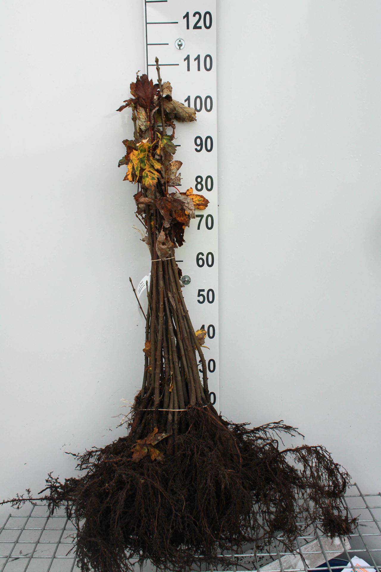 Acer pseudoplatanus - blote wortel - 60-90 cm afbeelding