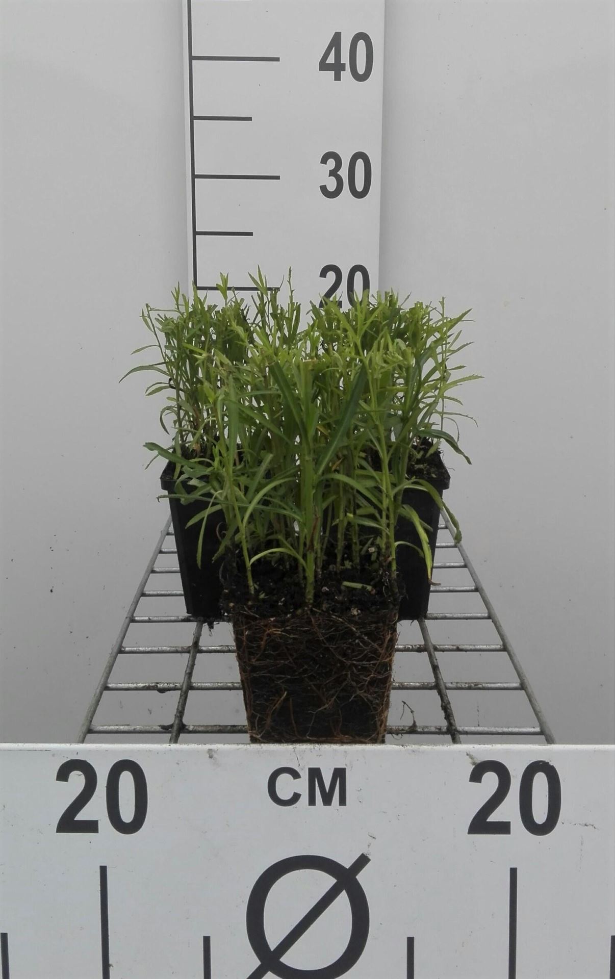 Achillea ptarmica - pot 9x9 cm afbeelding
