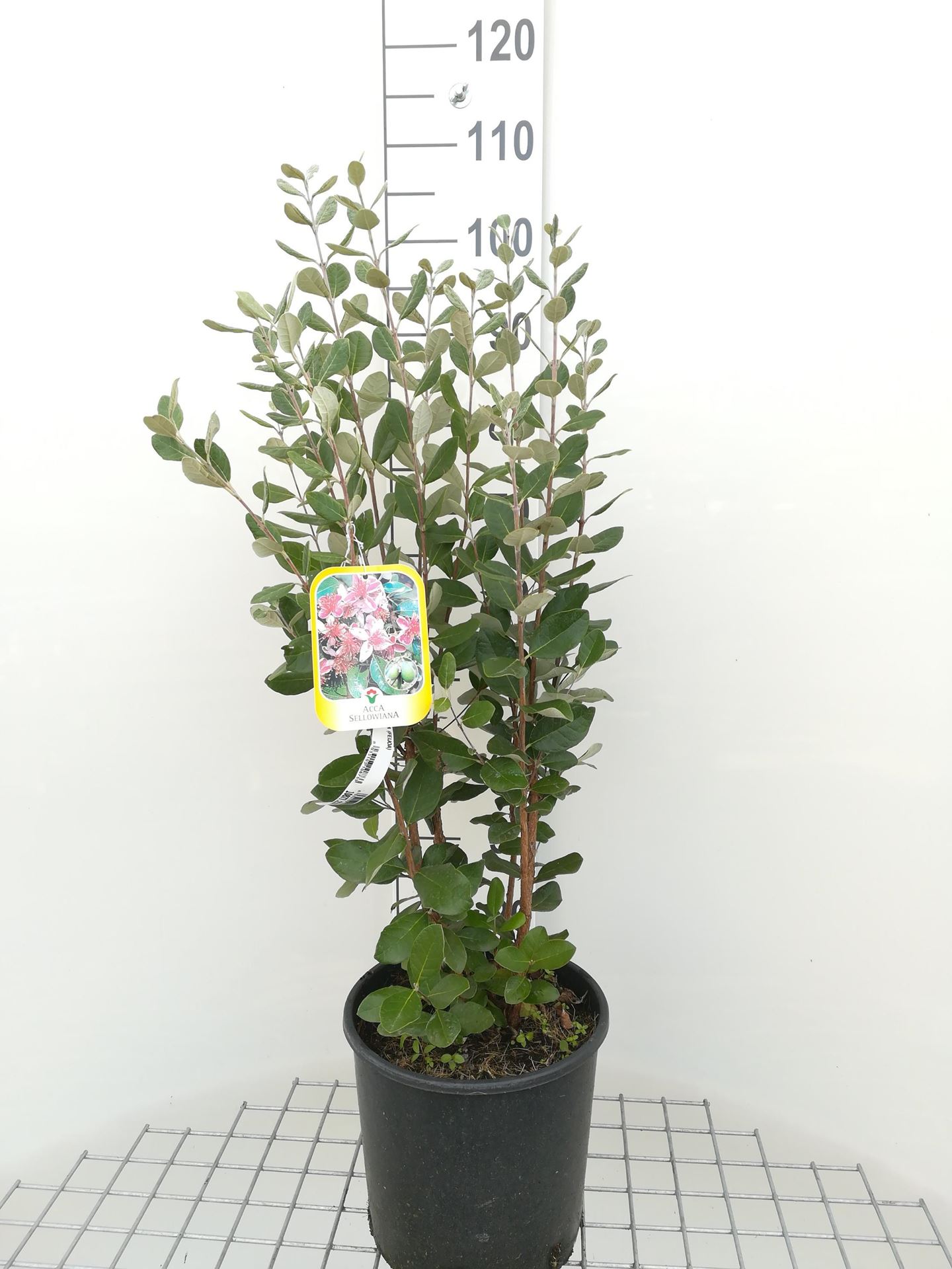 Acca sellowiana - pot 10L - 60-80 cm afbeelding