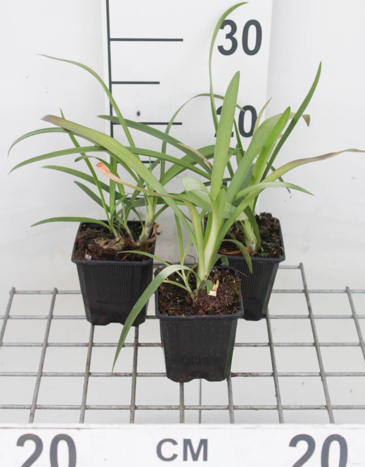 Agapanthus africanus - pot 9x9 cm - Afrikaanse lelie / Kaapse lelie afbeelding