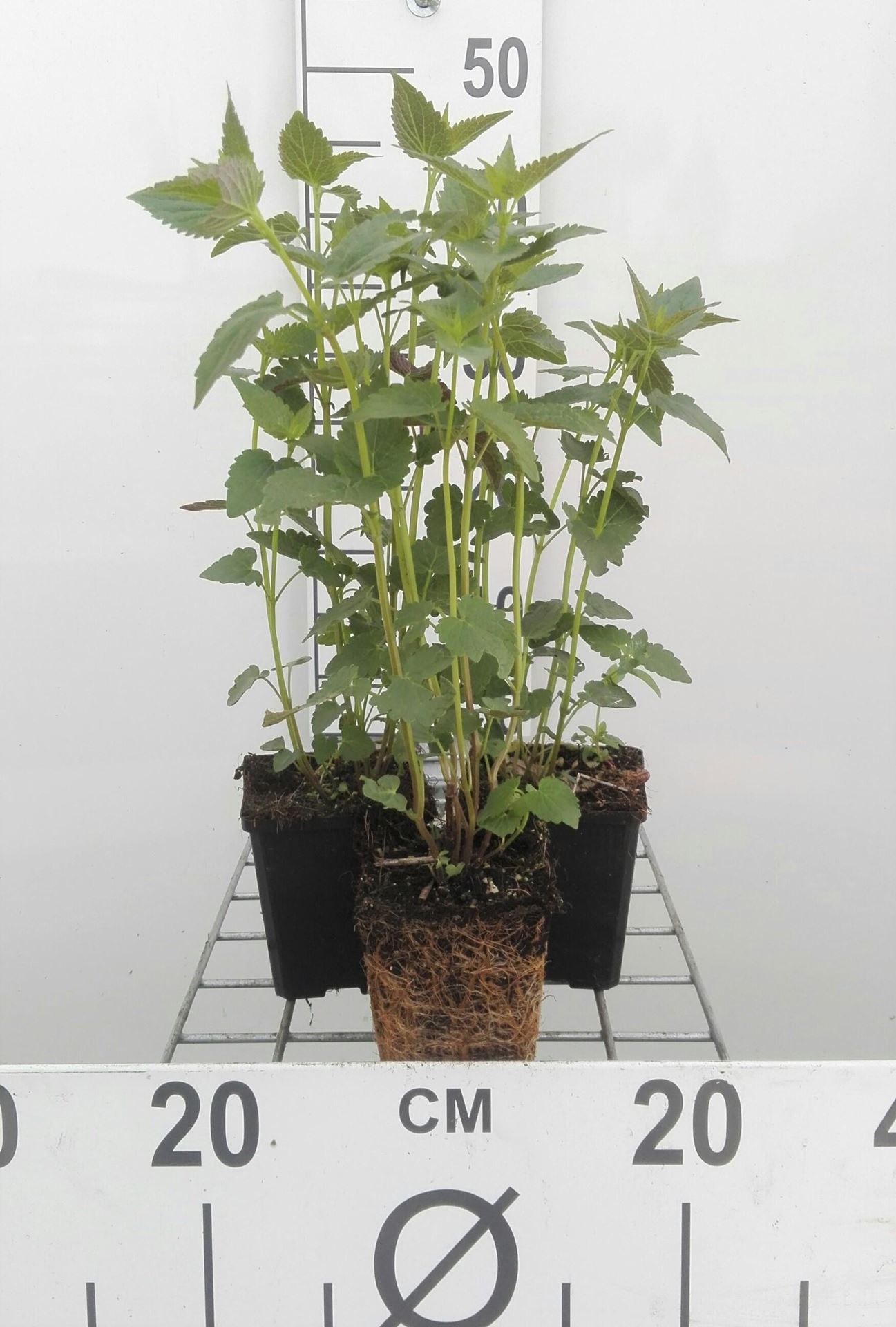 Agastache'Black Adder'- pot 9x9 cm (Dropplant'Paarsbloeiend - Black Adder'(syn.)) - Dropplant'Paarsbloeiend - Black Adder'(syn.) afbeelding