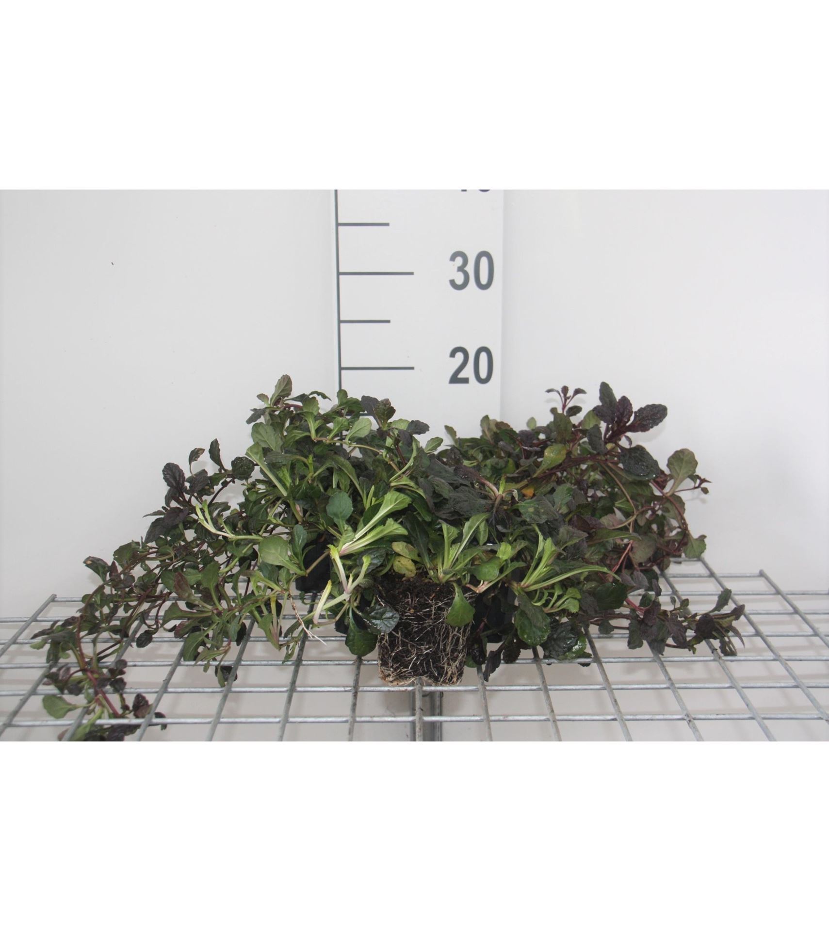 Ajuga reptans'Atropurpurea'- pot 9x9 cm afbeelding