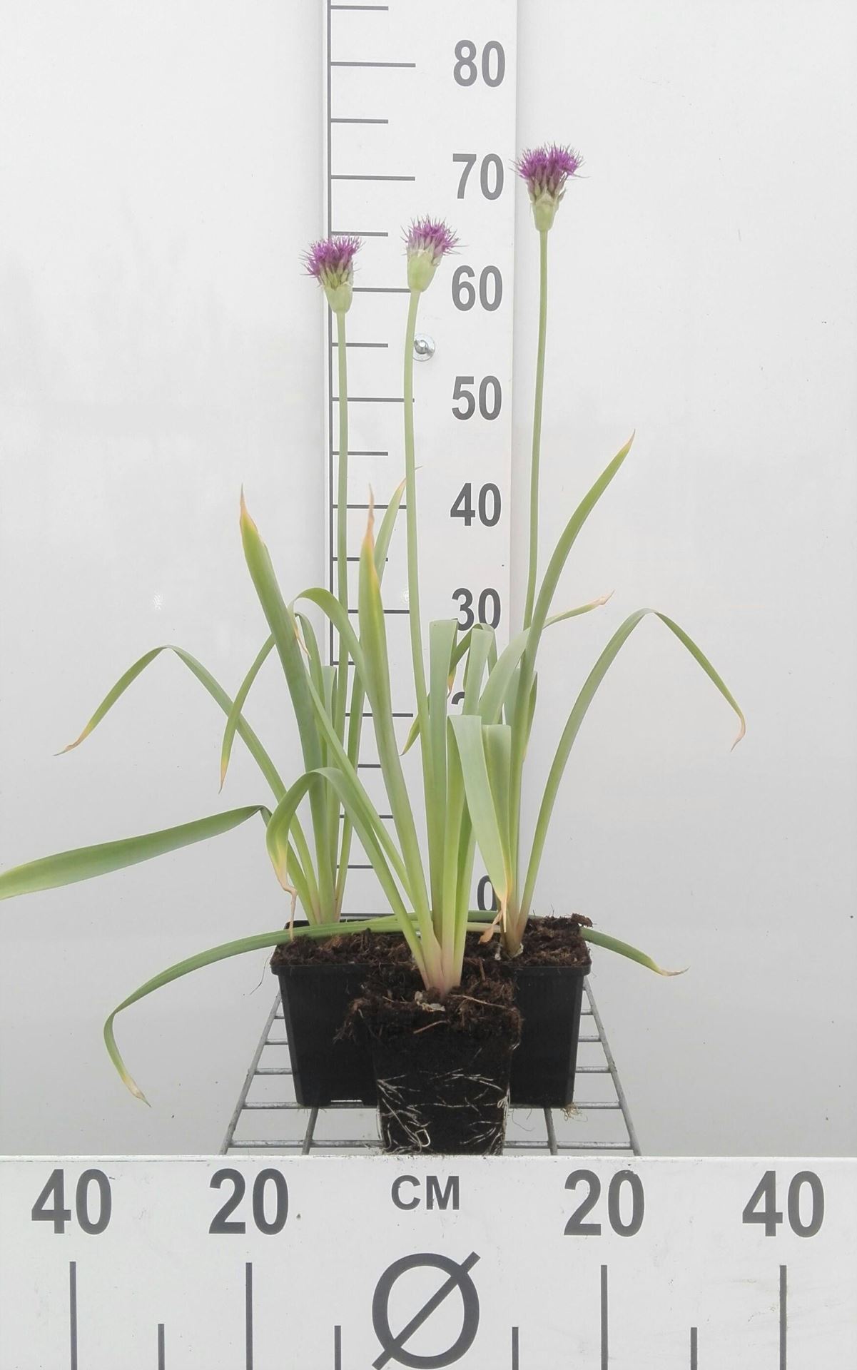 Allium aflatunense'Purple Sensation'- Sierui - pot 9x9 cm - Sierui afbeelding