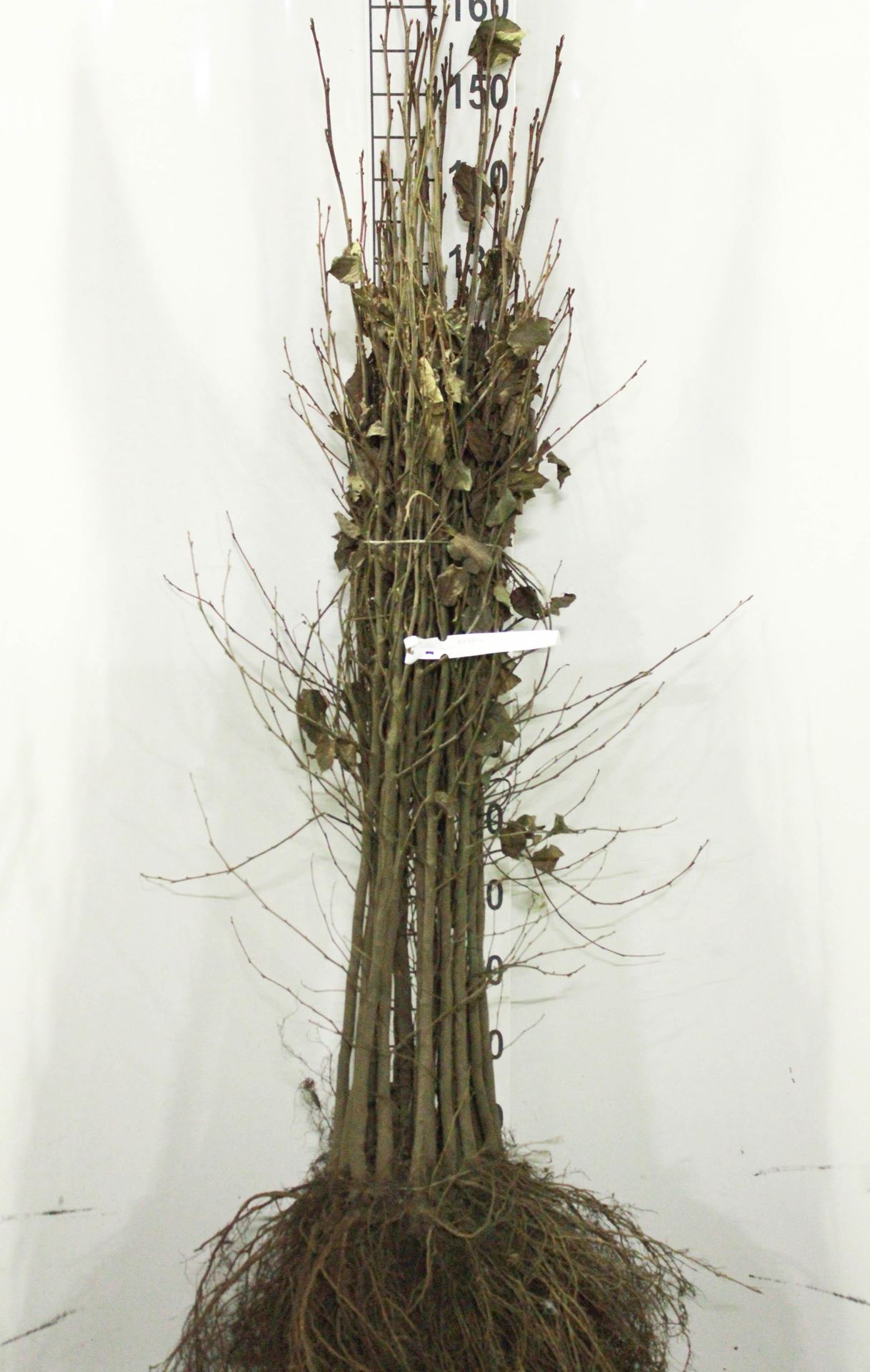 Alnus cordata - blote wortel - 90-120 cm afbeelding