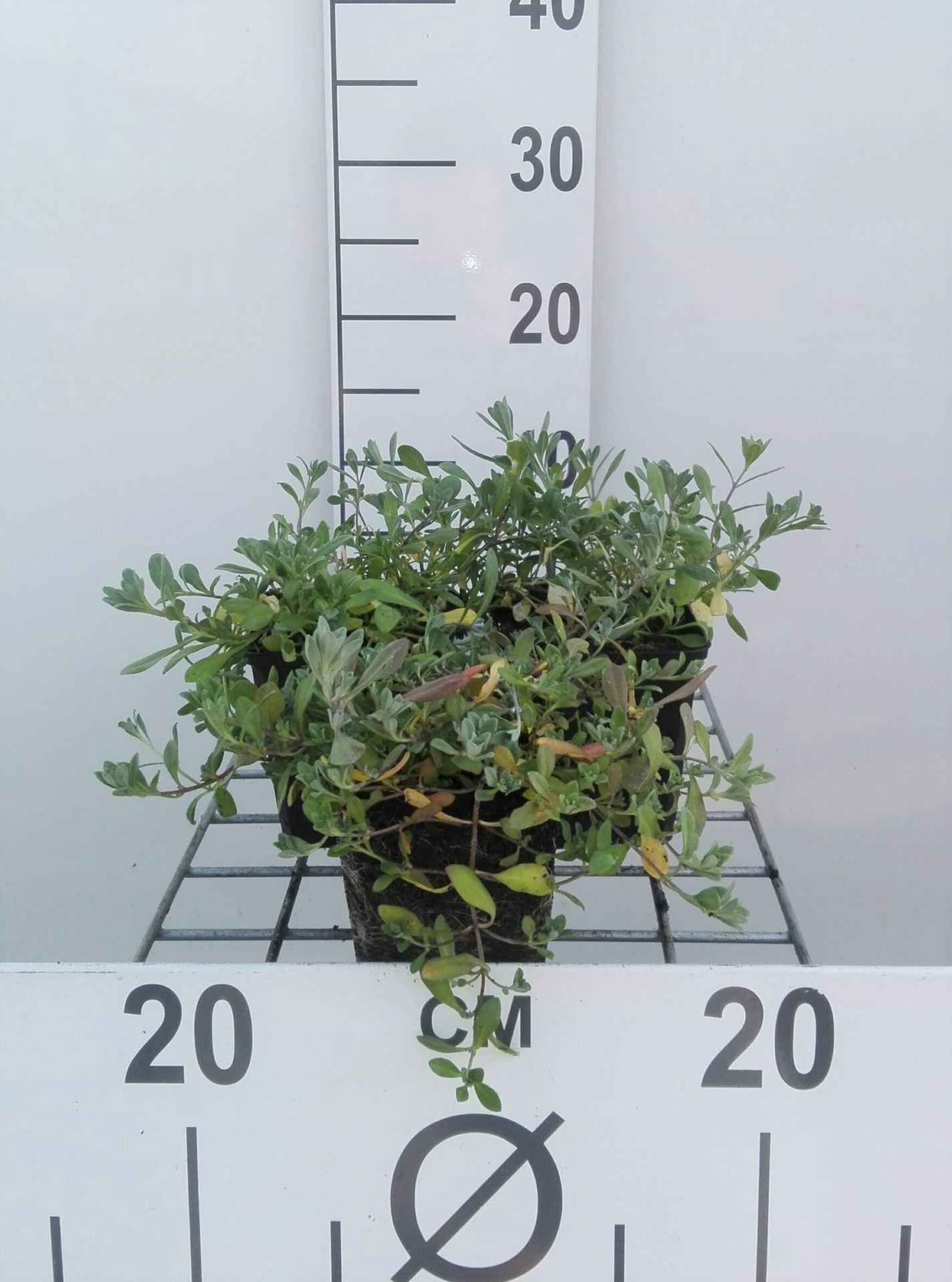 Alyssum montanum'Berggold'- pot 9x9 cm afbeelding