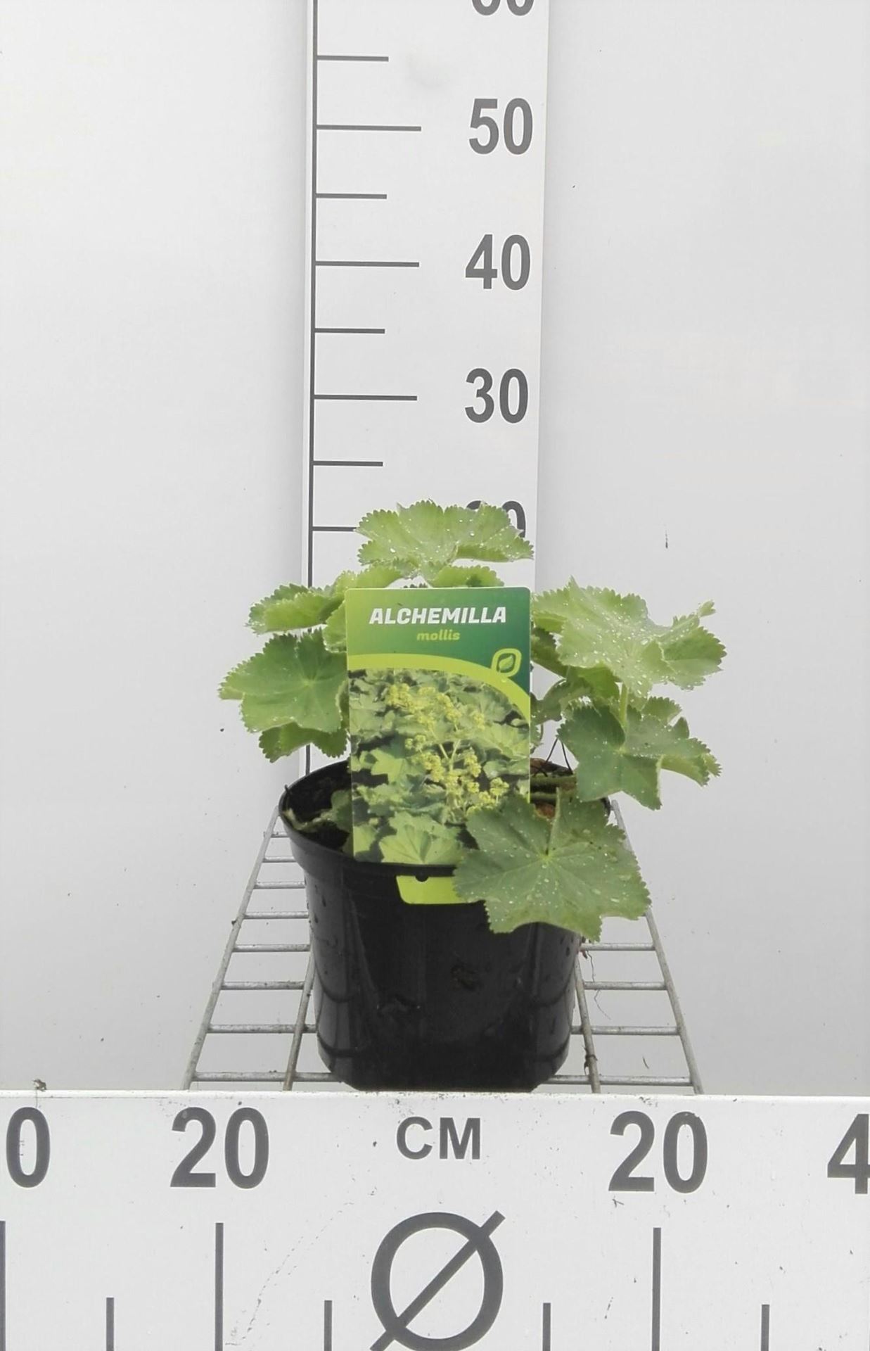 Alchemilla mollis - pot 2L - Fraaie vrouwenmantel afbeelding