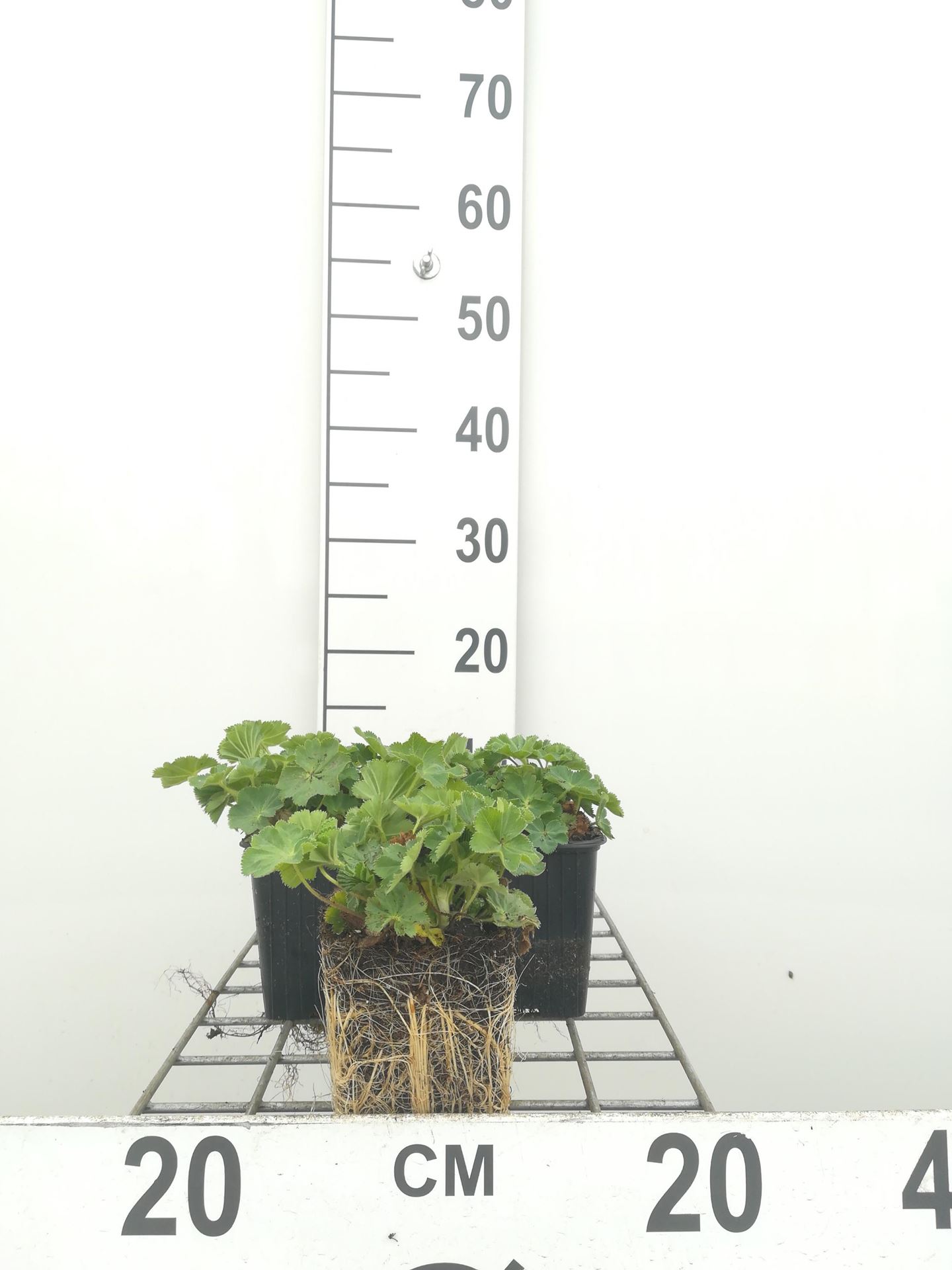 Alchemilla mollis - pot 9x9 cm - Fraaie vrouwenmantel afbeelding