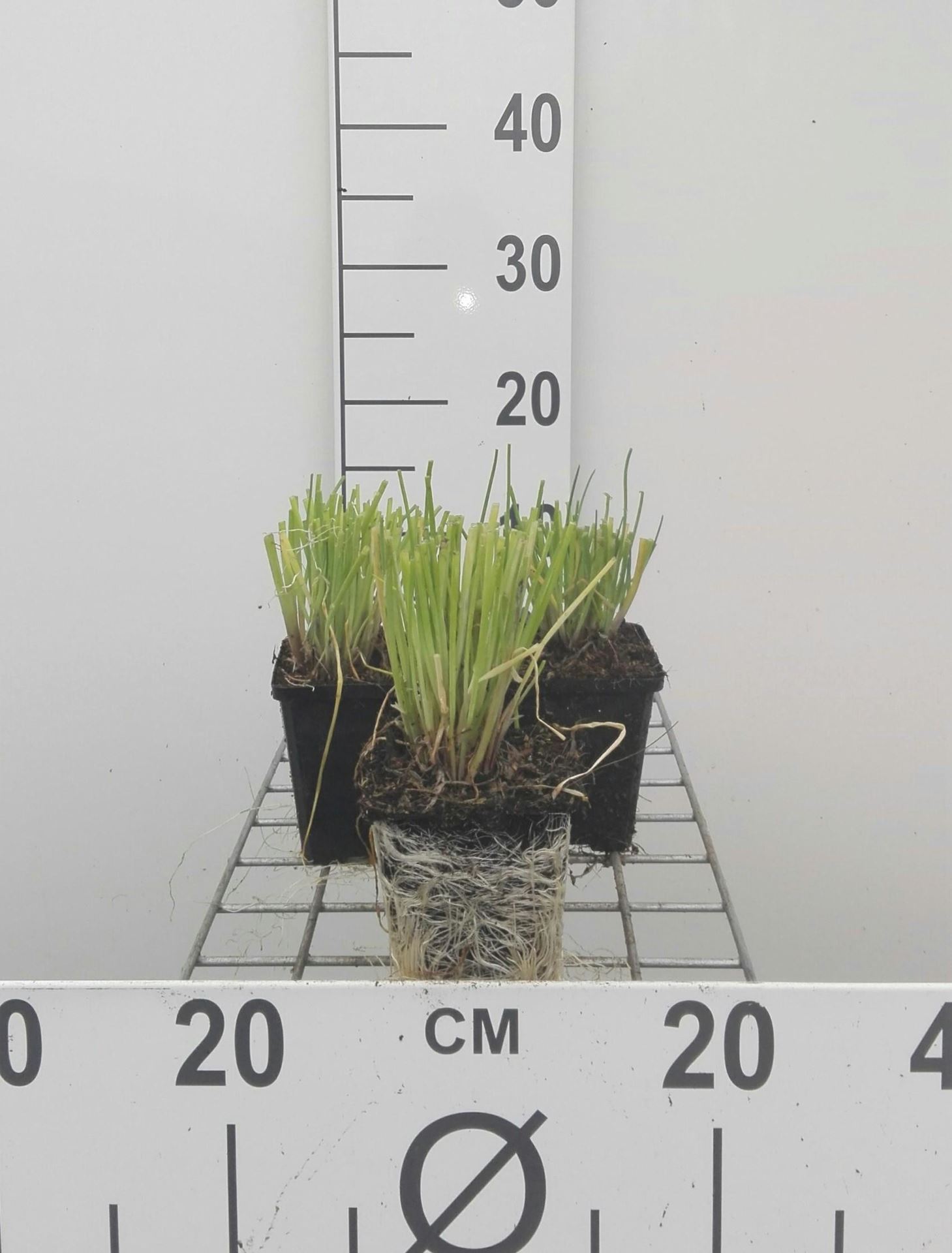 Bieslook - pot 9x9 cm (Allium schoenoprasum) - Bieslook / Snijlook afbeelding