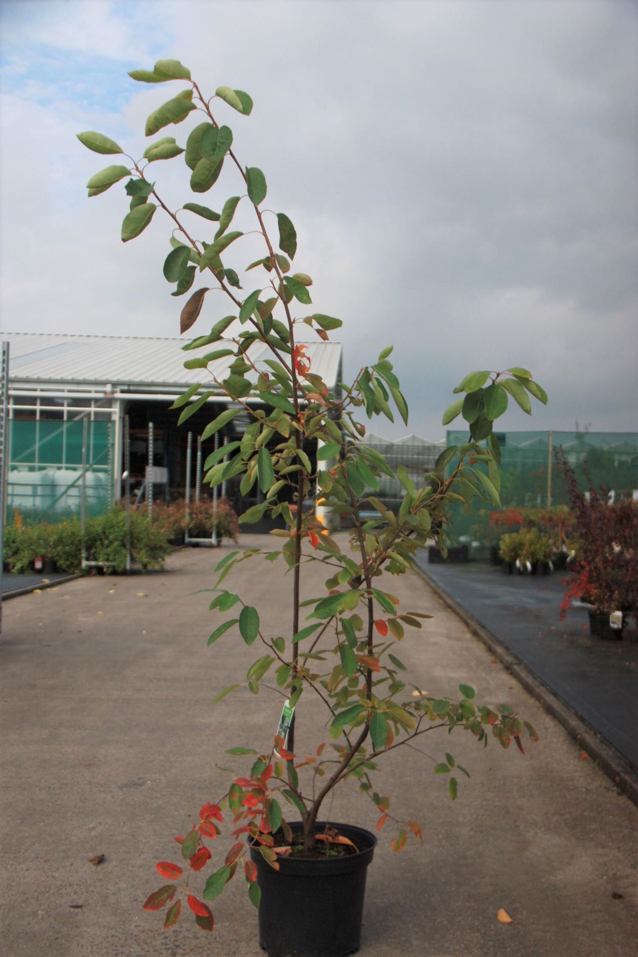 Amelanchier lamarckii - pot 10L - 80-100 cm - Amerikaans krentenboompje / Drents krentenboompje afbeelding