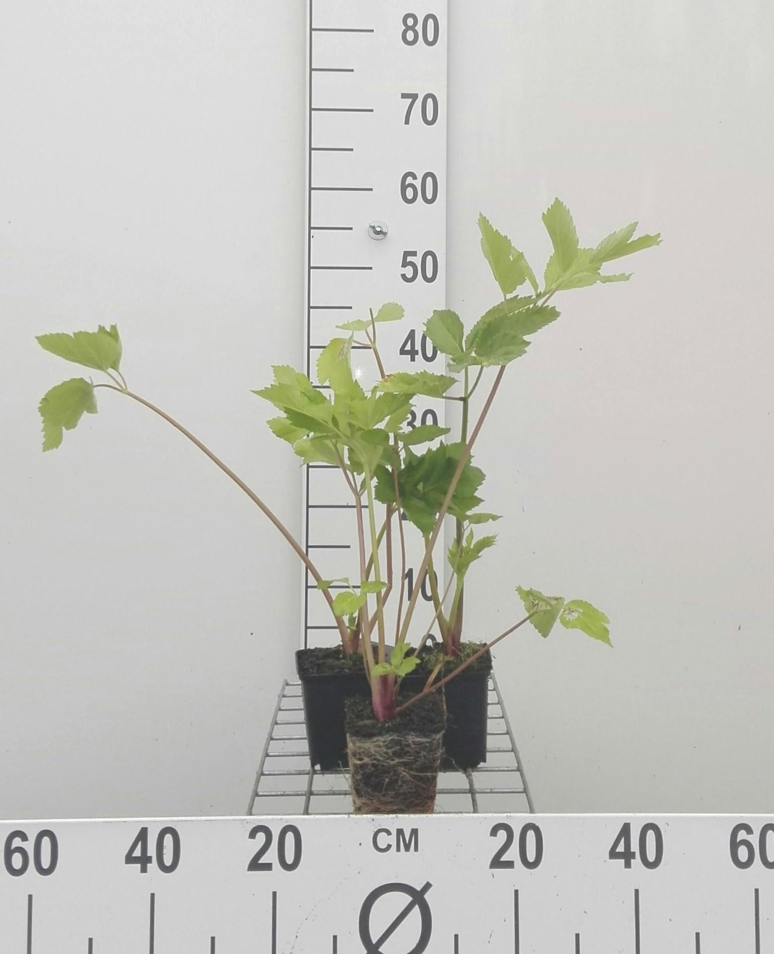 Grote engelwortel - pot 9x9 cm (Angelica archangelica) - Grote engelwortel afbeelding