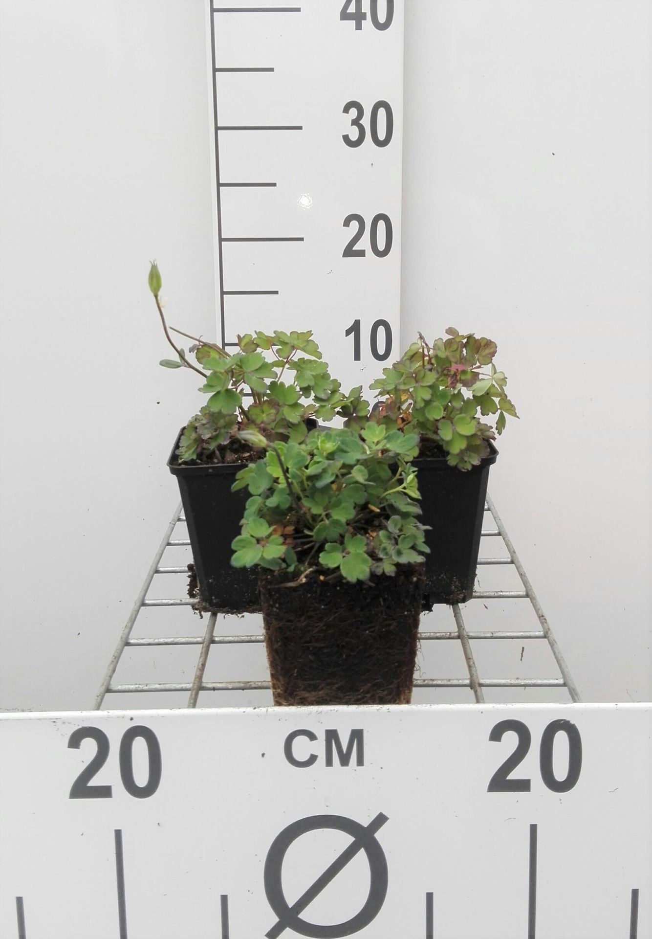 Aquilegia flabellata'Ministar'- pot 9x9 cm - Akelei afbeelding