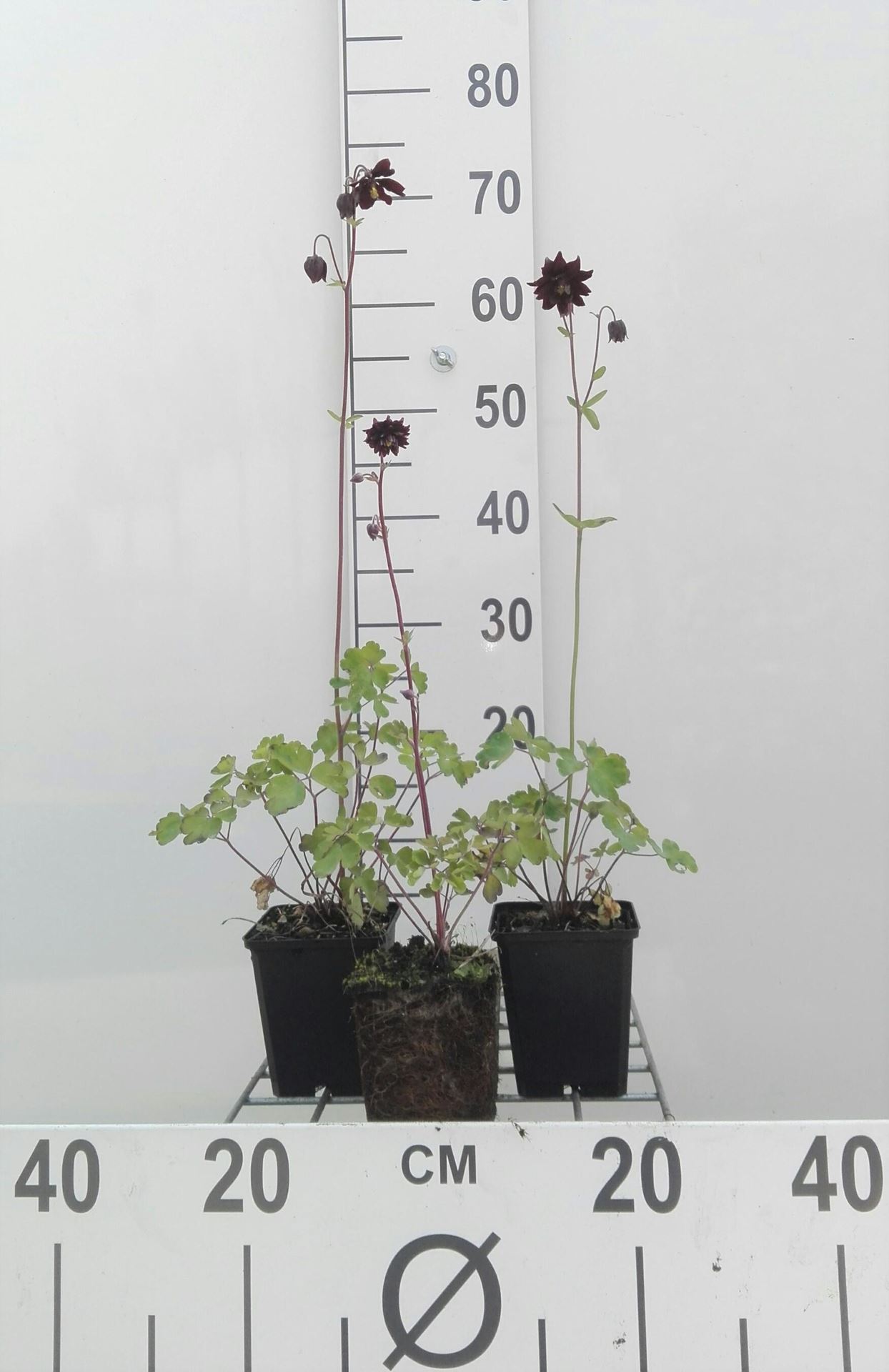 Aquilegia vulgaris'Black Barlow'- pot 9x9 cm - Akelei afbeelding