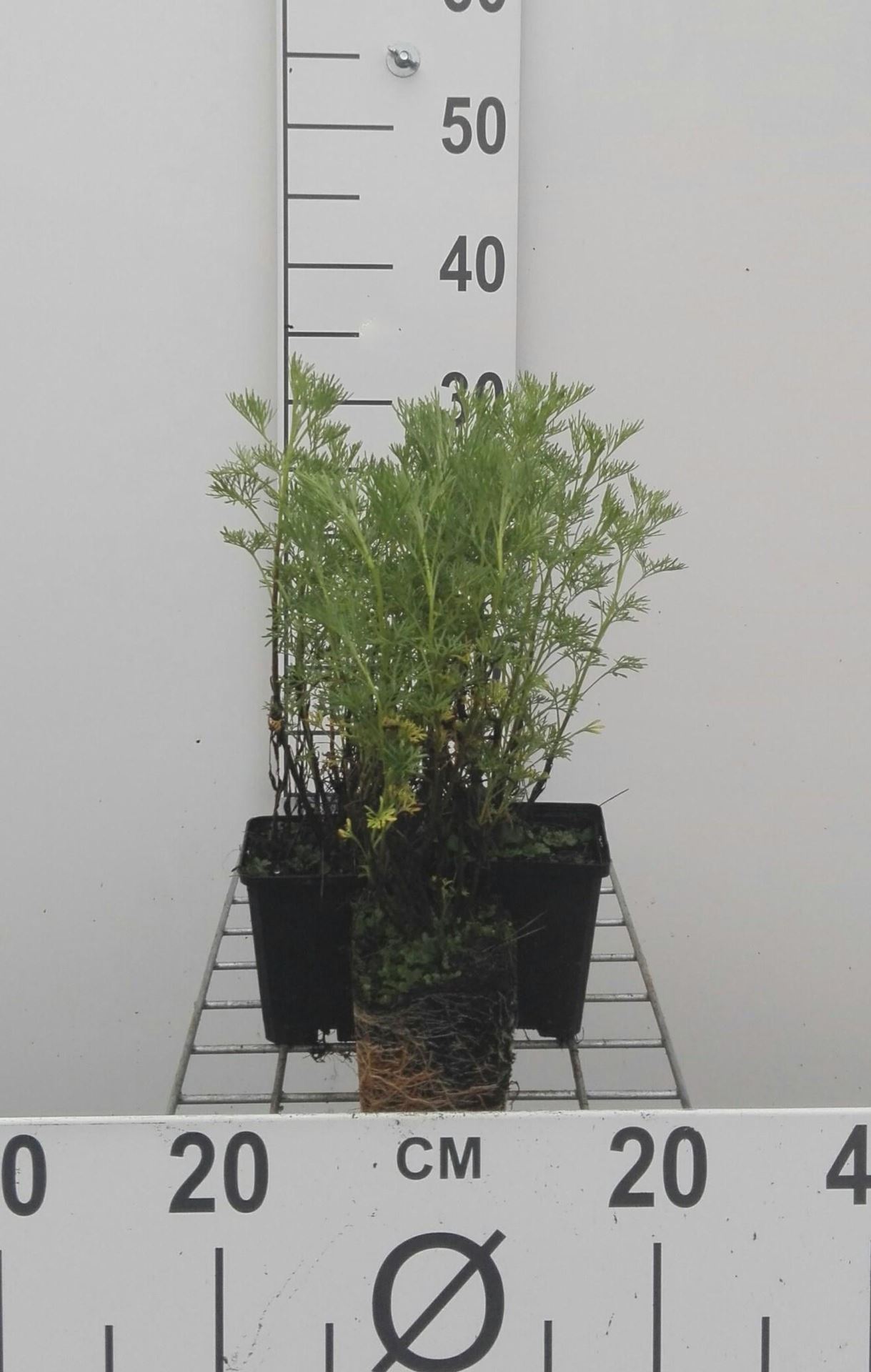 Artemisia abrotanum - pot 9x9 cm (Citroenkruid) - Citroenkruid afbeelding