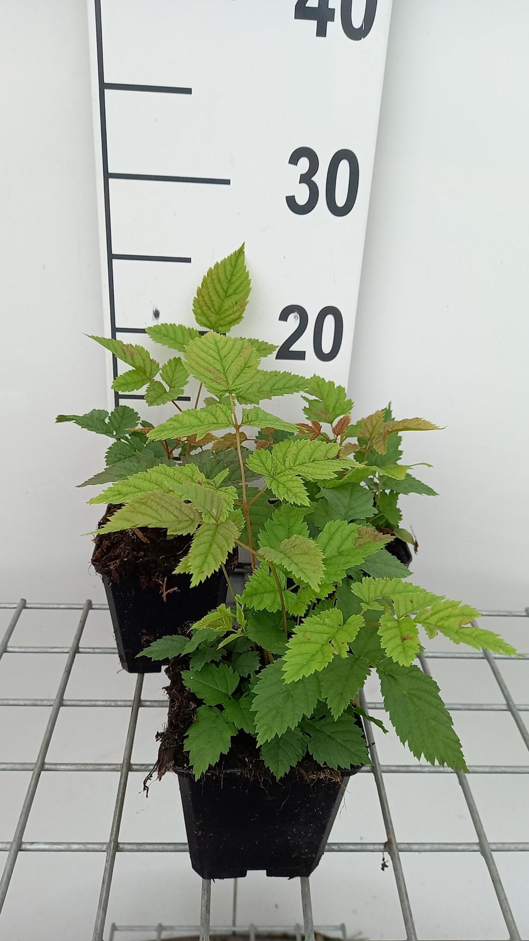 Aruncus dioicus - pot 9x9 cm - Geitenbaard afbeelding