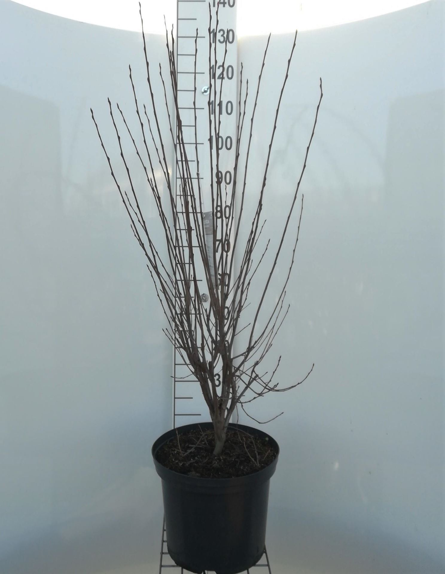 Aronia melanocarpa - pot 12L - 80-100 cm afbeelding