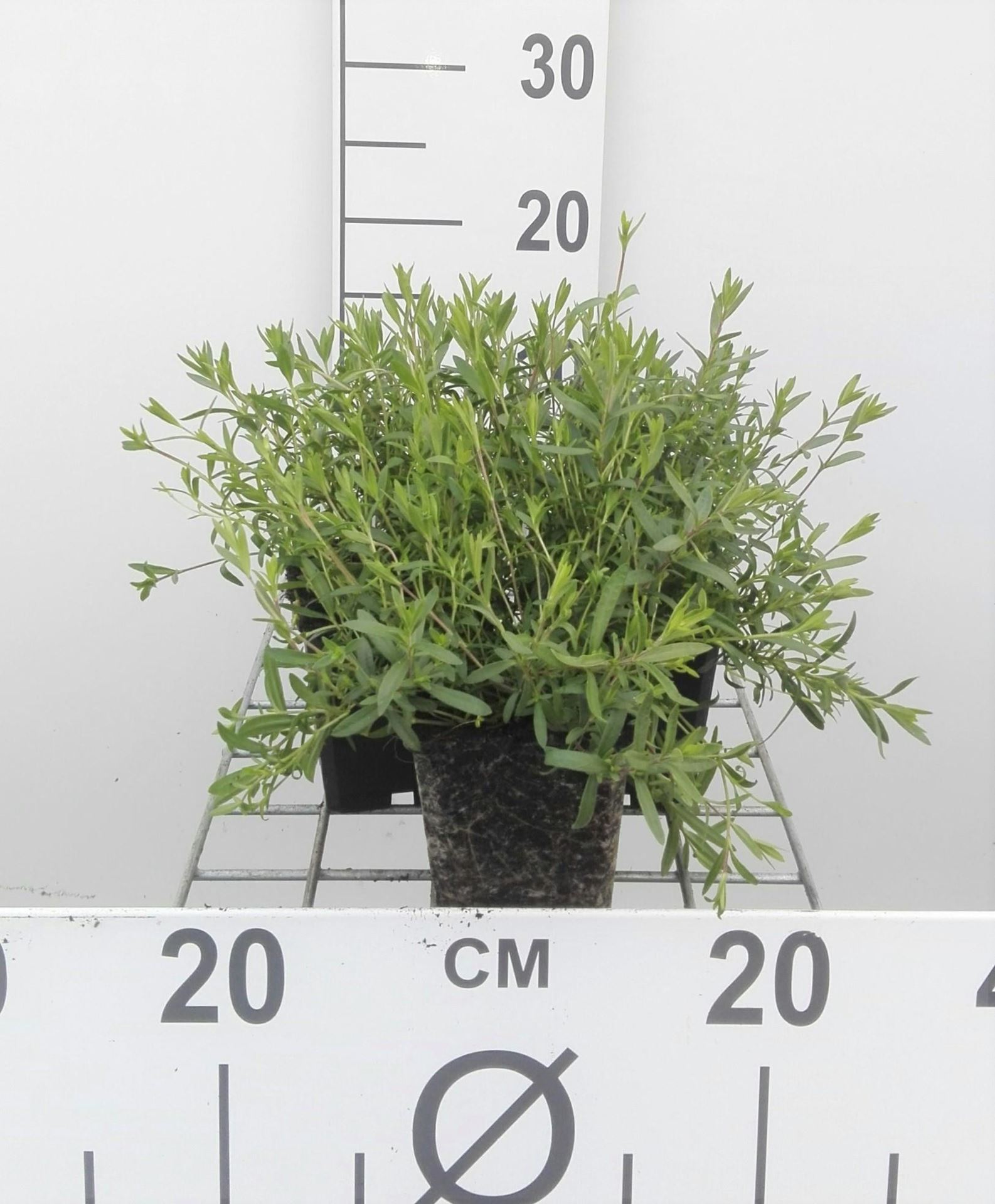 Arenaria montana - pot 9x9 cm afbeelding