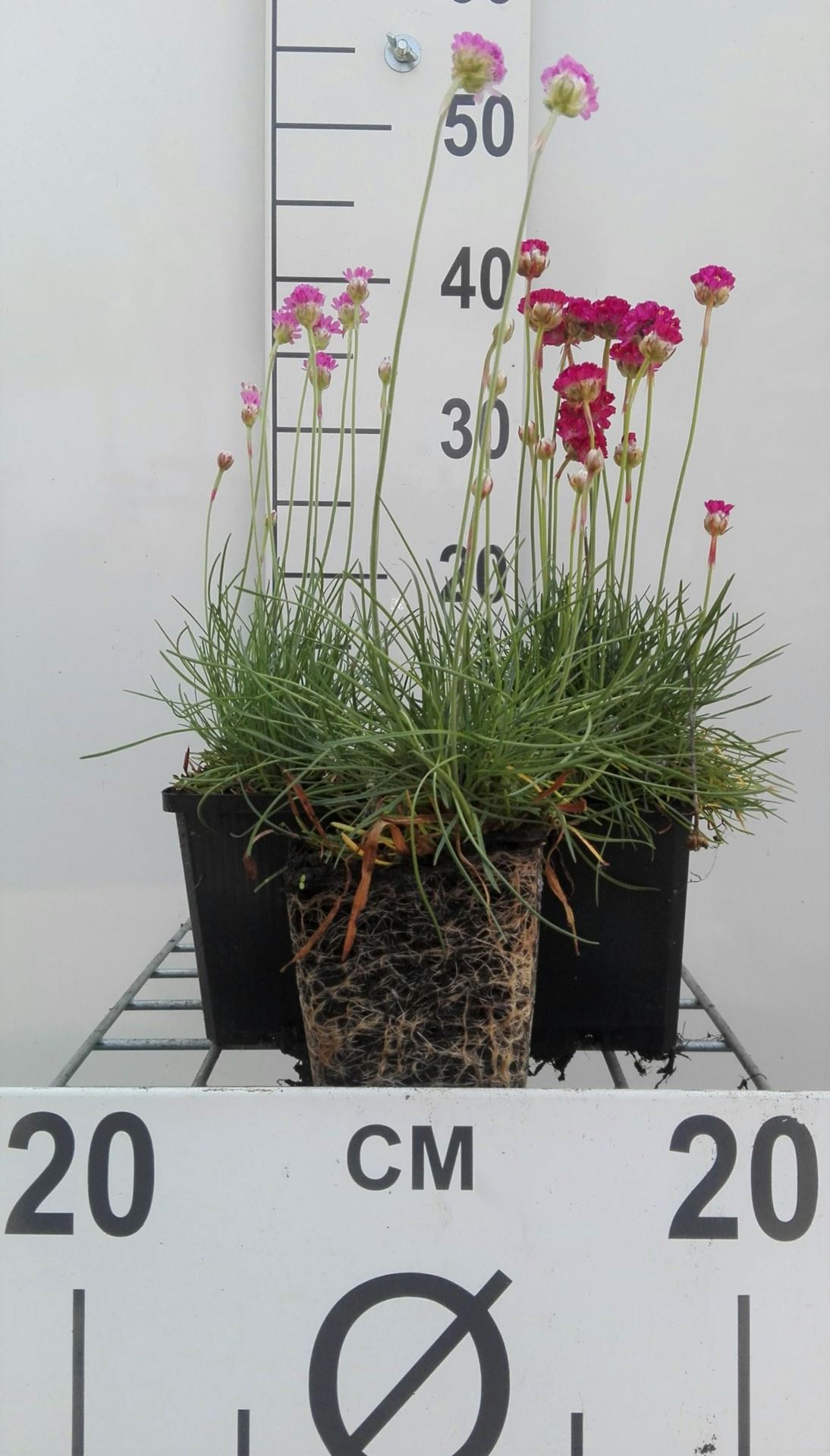 Armeria maritima'Splendens Perfecta'- pot 9x9 cm afbeelding