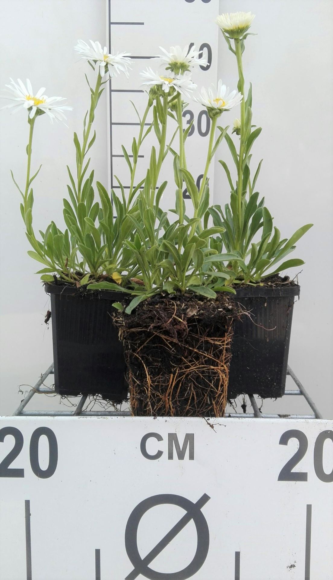 Aster alpinus'Albus'- pot 9x9 cm afbeelding