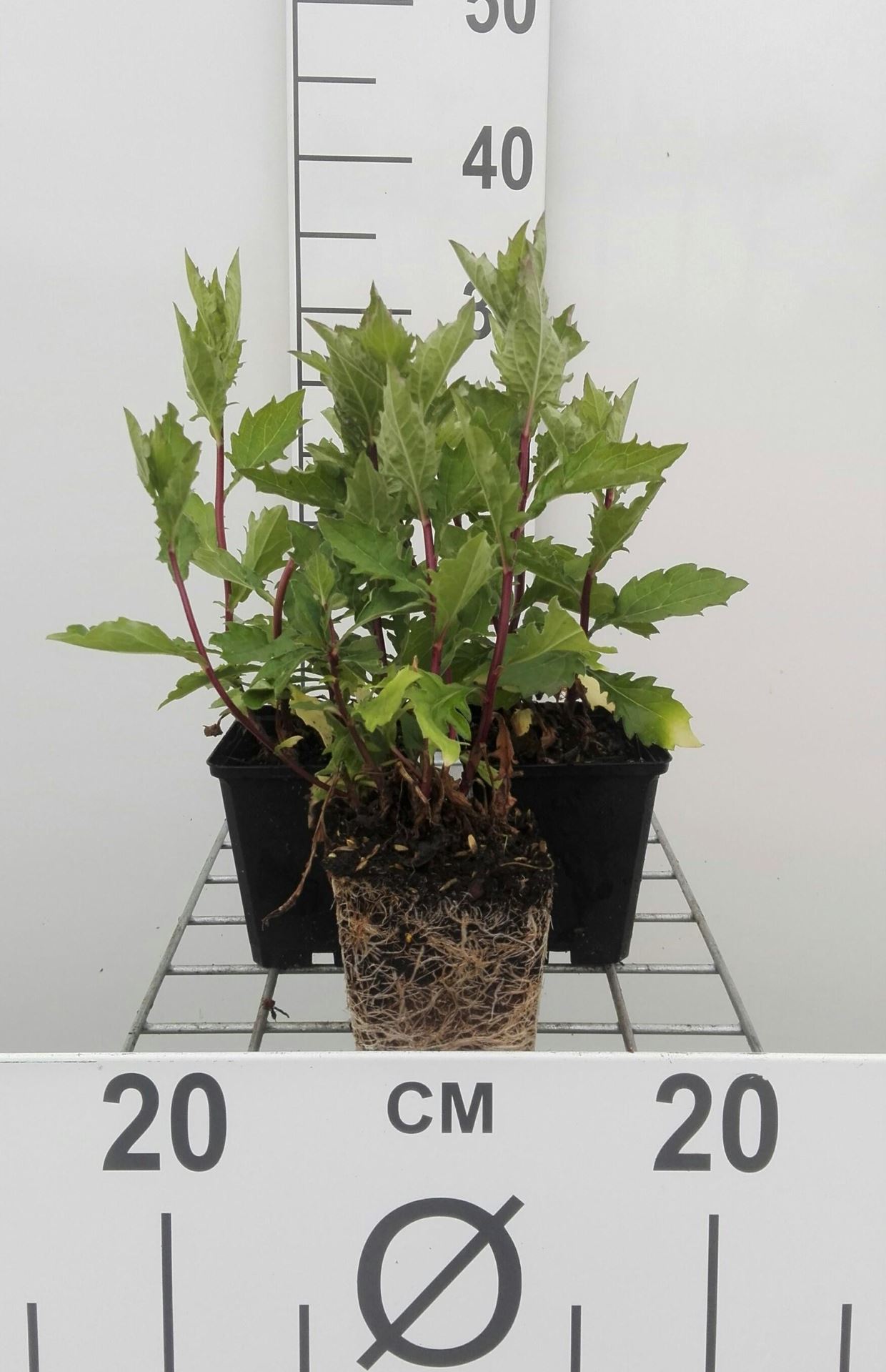 Aster ageratoides'Asran'- pot 9x9 cm afbeelding