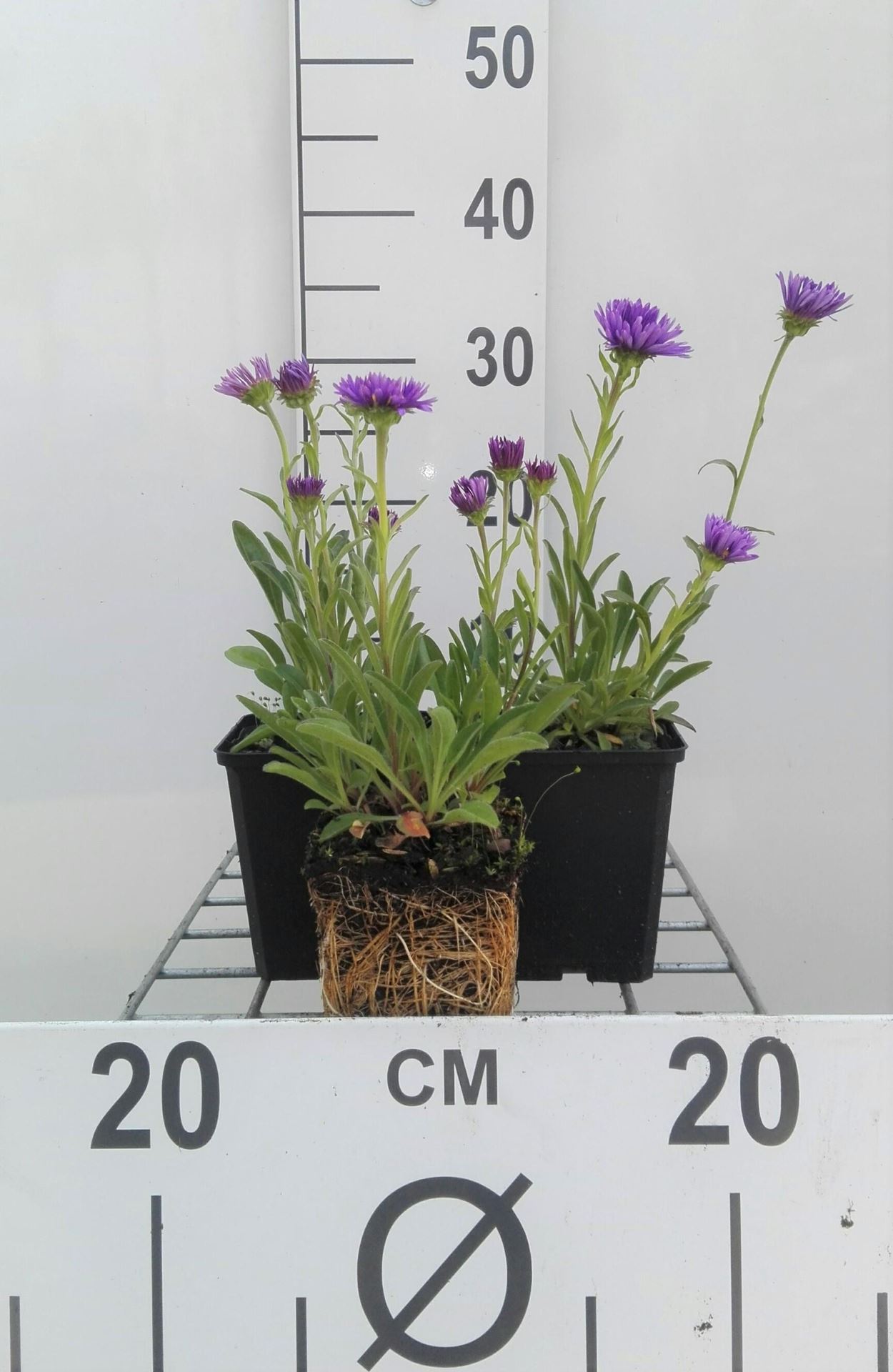 Aster alpinus'Dunkle Schöne'- pot 9x9 cm - Alpenaster / Voorjaarsaster afbeelding