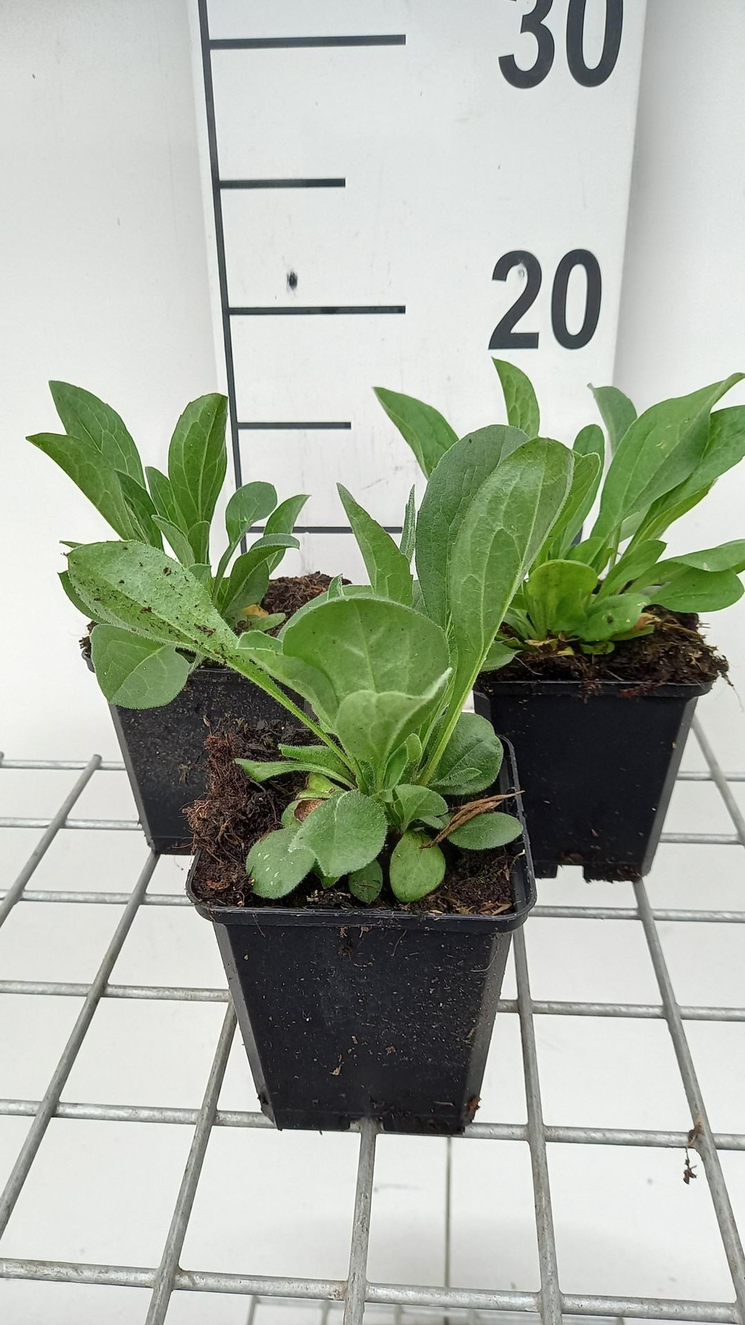 Aster amellus'Rudolf Goethe'- pot 9x9 cm afbeelding