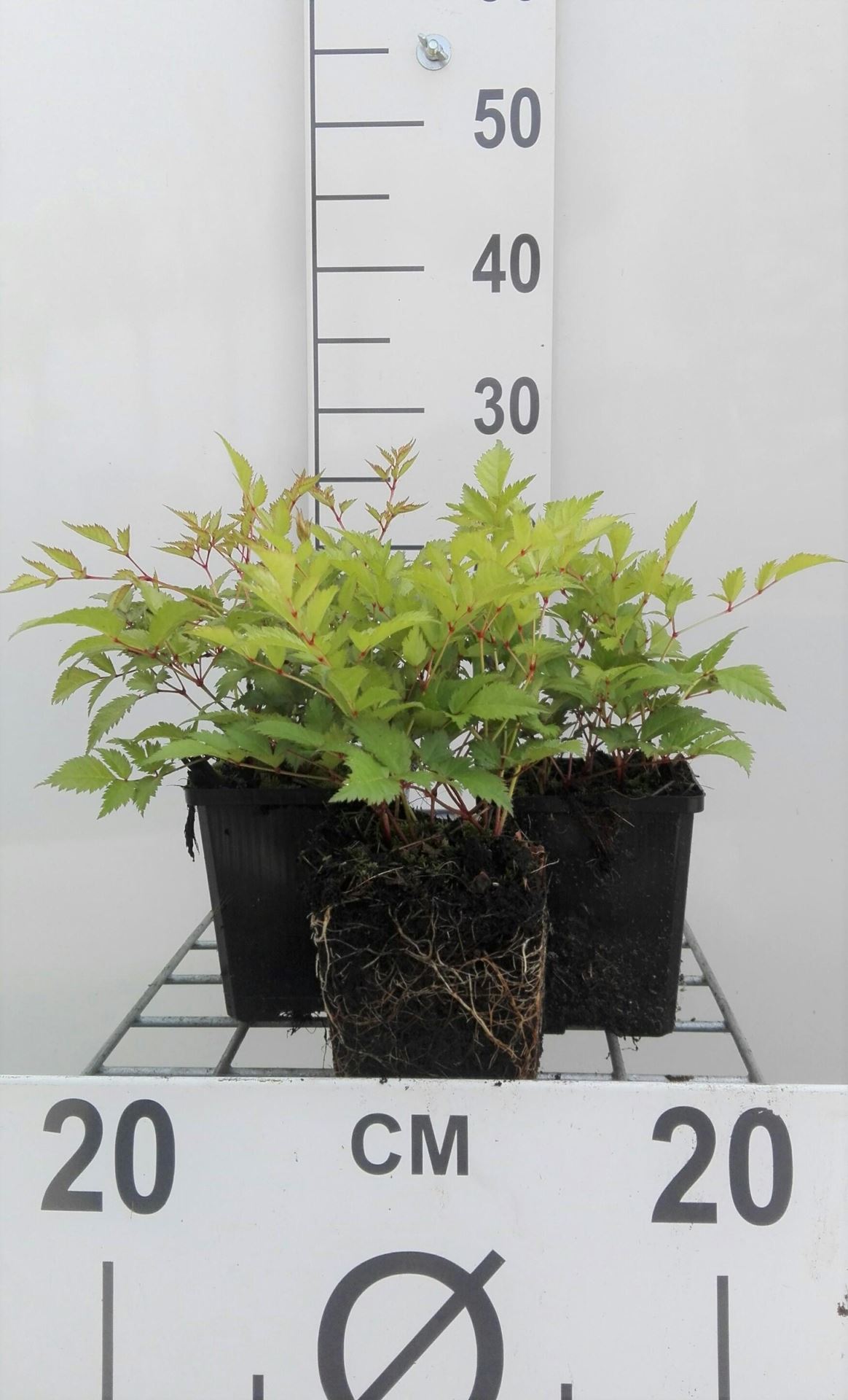 Astilbe'Brautschleier'- pot 9x9 cm - Pluimspirea afbeelding