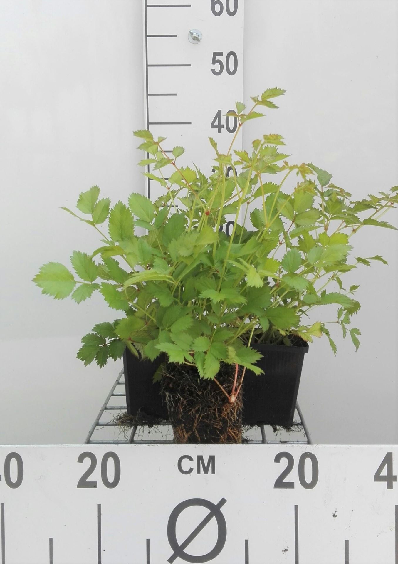 Astilbe chinensis'Pumila'- pot 9x9 cm - Pluimspirea afbeelding