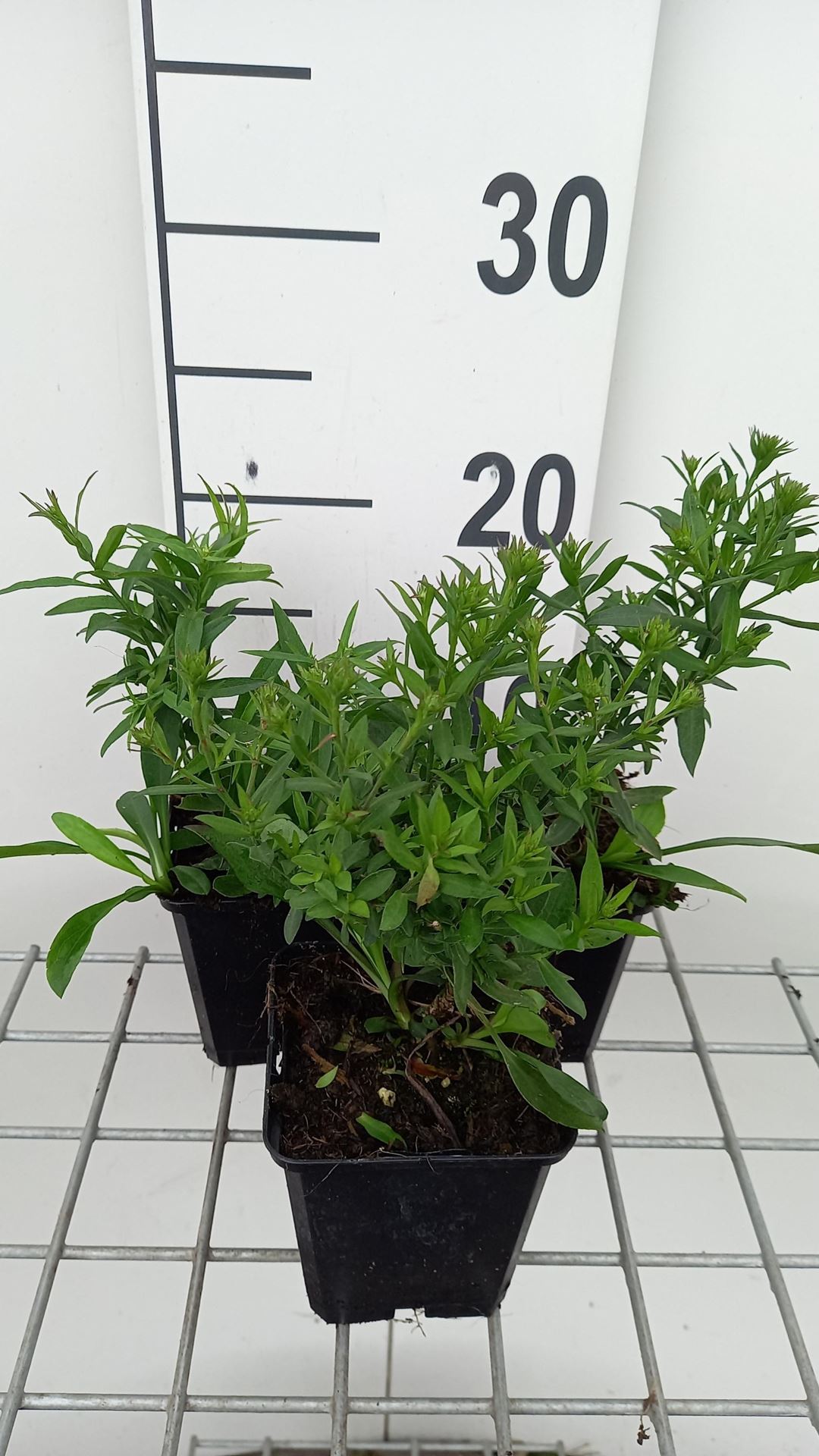 Aster'Herbstgruss vom Bresserhof'- pot 9x9 cm - Herfstaster afbeelding