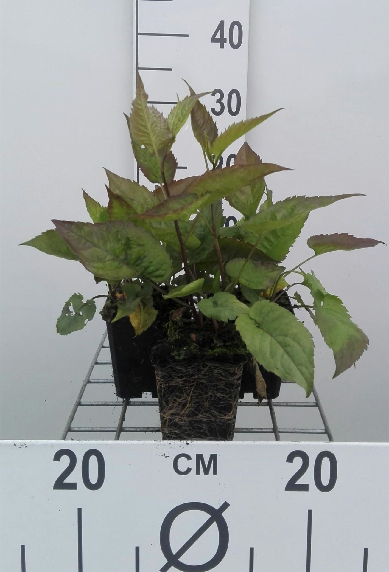 Aster divaricatus - pot 9x9 cm - Sneeuwaster / Witte bosaster afbeelding