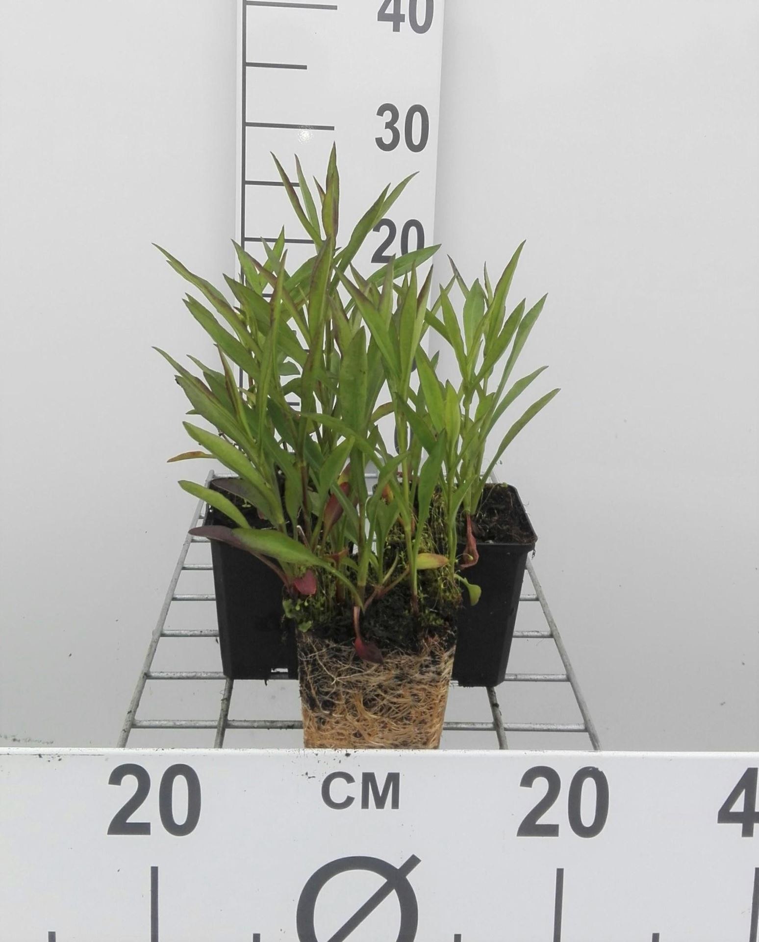 Aster'Jenny'- pot 9x9 cm - Herfstaster afbeelding