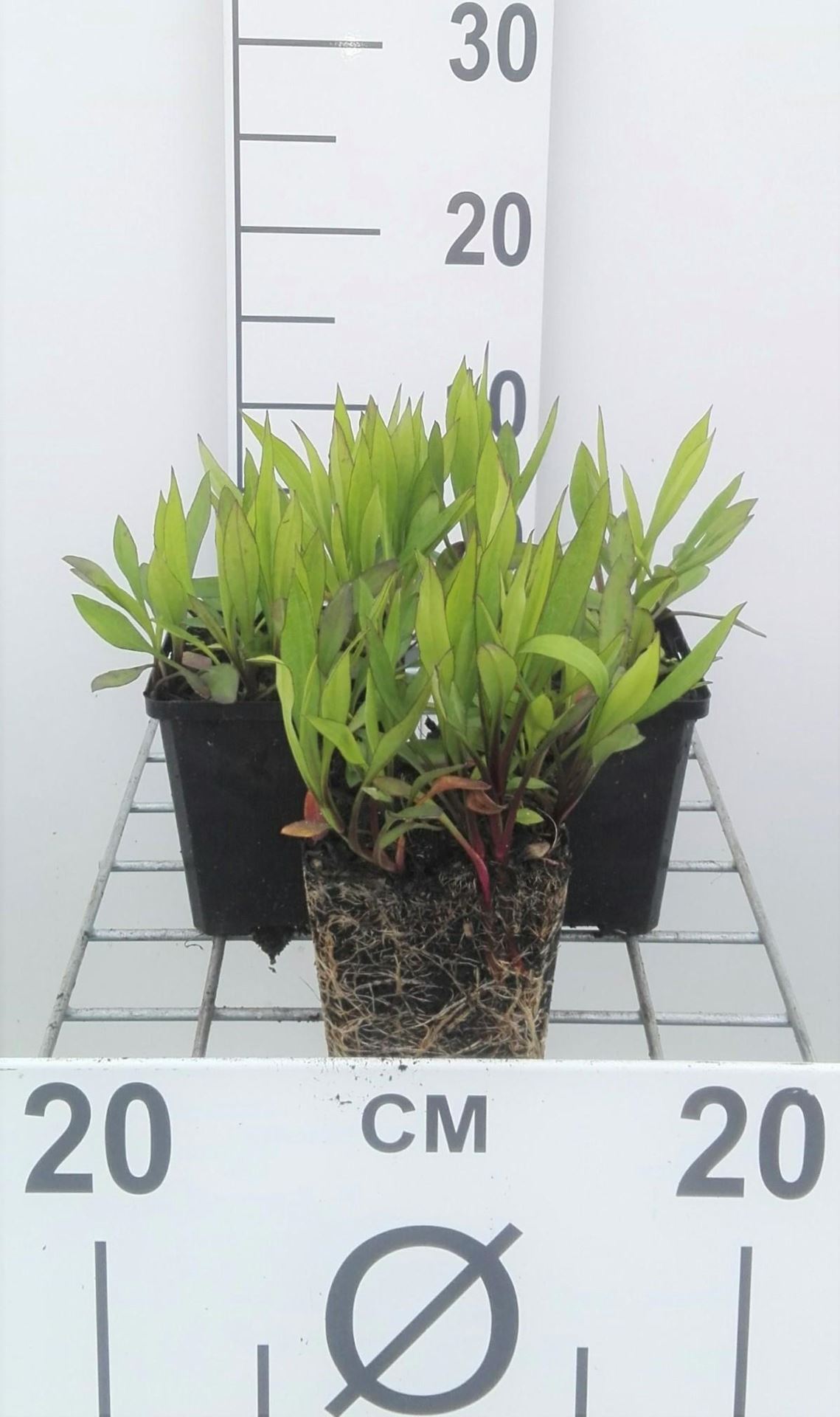 Aster'Prof. Anton Kippenberg'- pot 9x9 cm - Herfstaster afbeelding