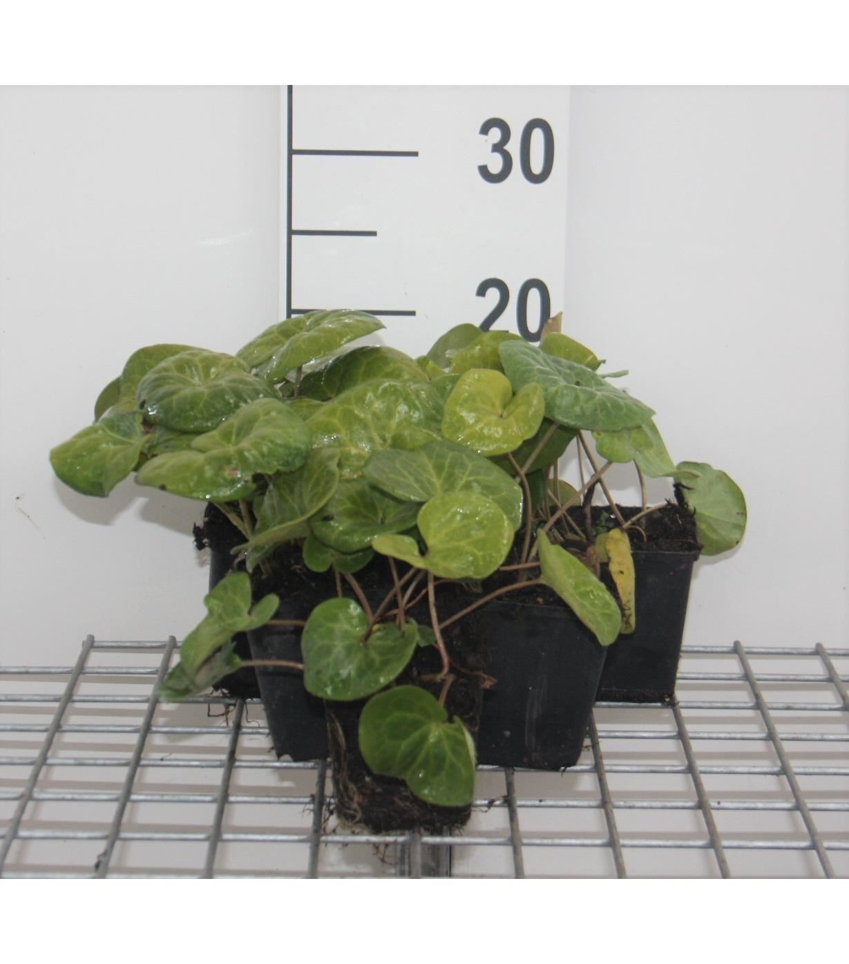 Asarum europaeum - pot 9x9 cm