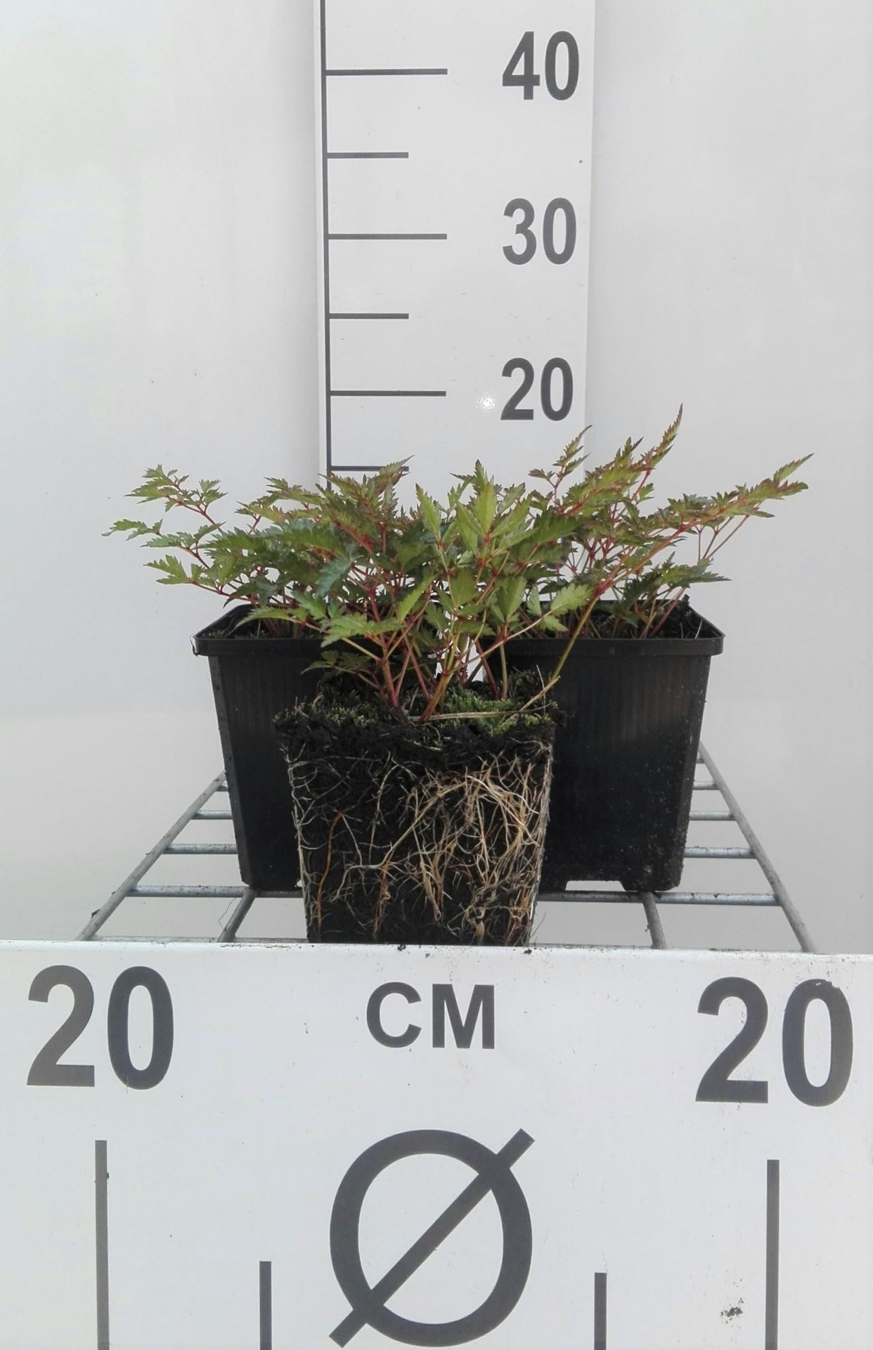 Astilbe'Hennie Graafland'- pot 9x9 cm afbeelding