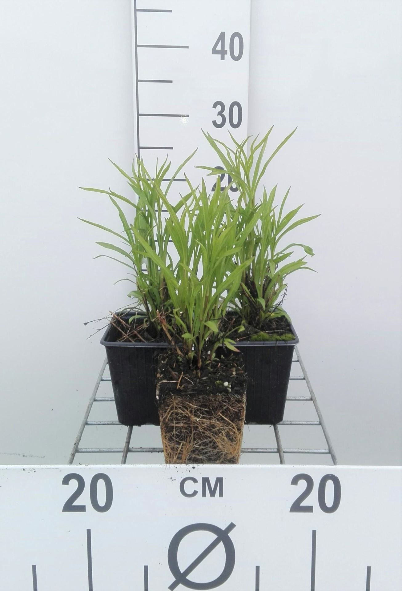 Aster'Monte Cassino'- pot 9x9 cm afbeelding