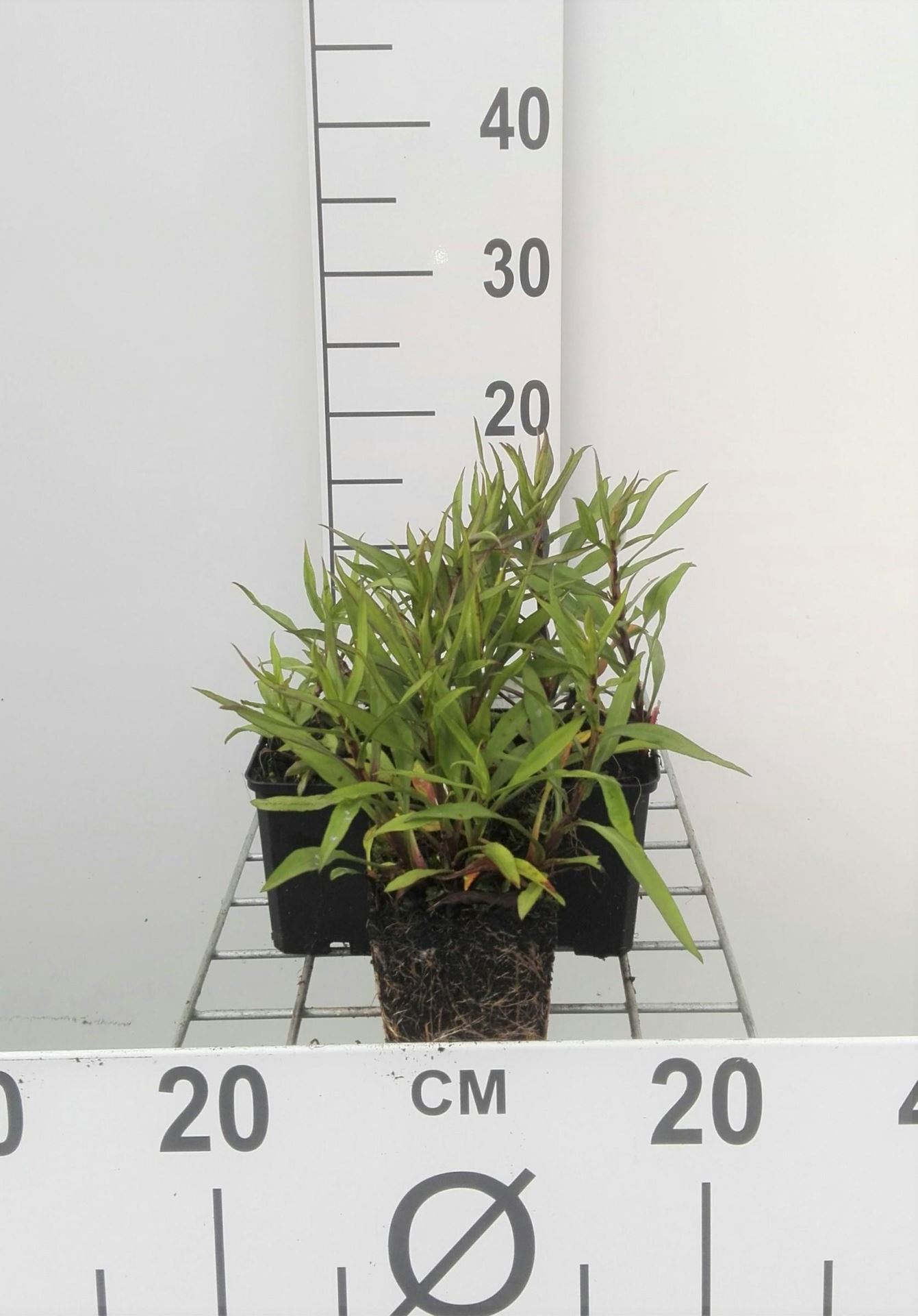 Aster novi-belgii'Crimson Brocade'- pot 9x9 cm afbeelding