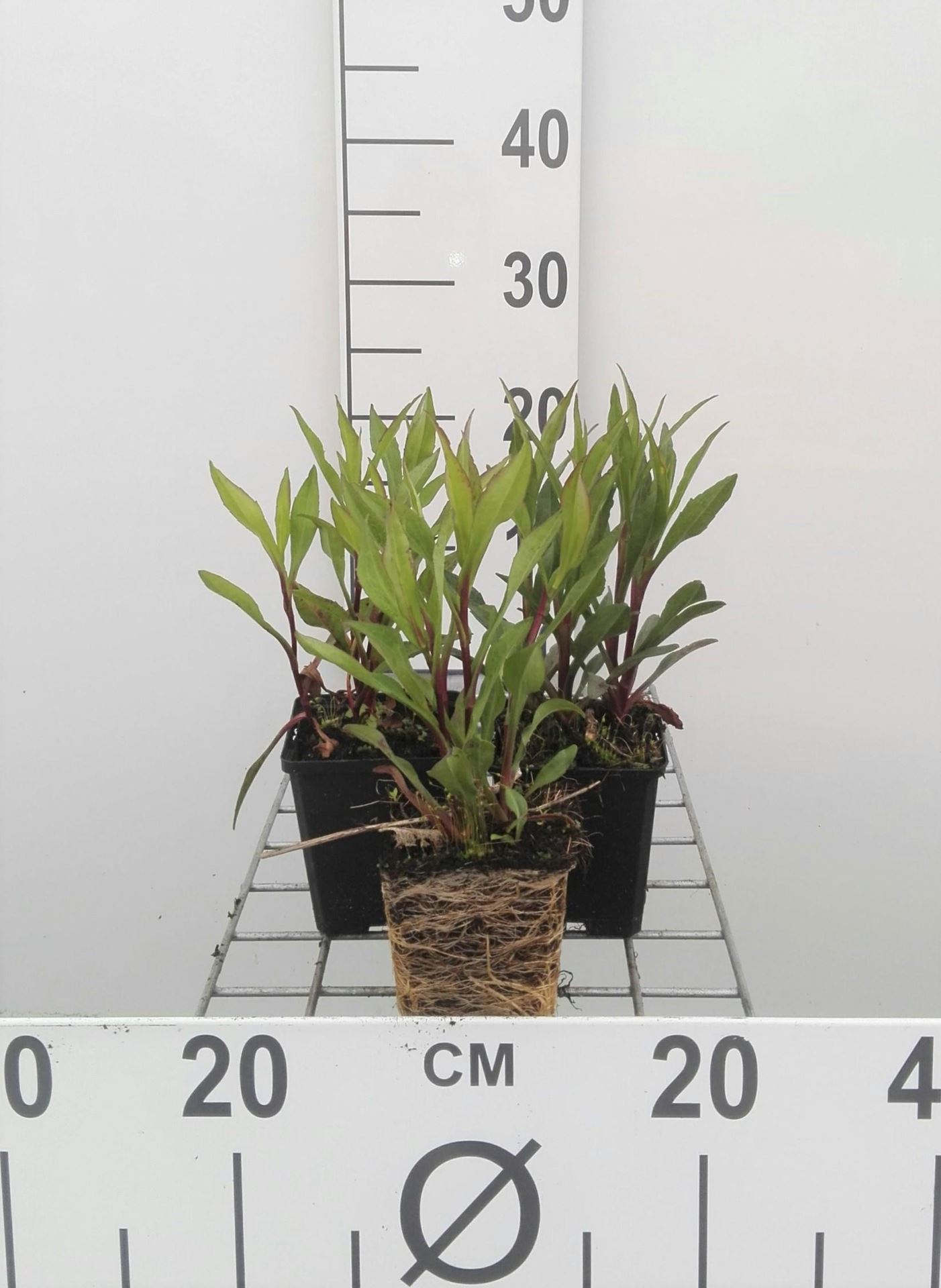 Aster novi-belgii'Sarah Ballard'- pot 9x9 cm afbeelding