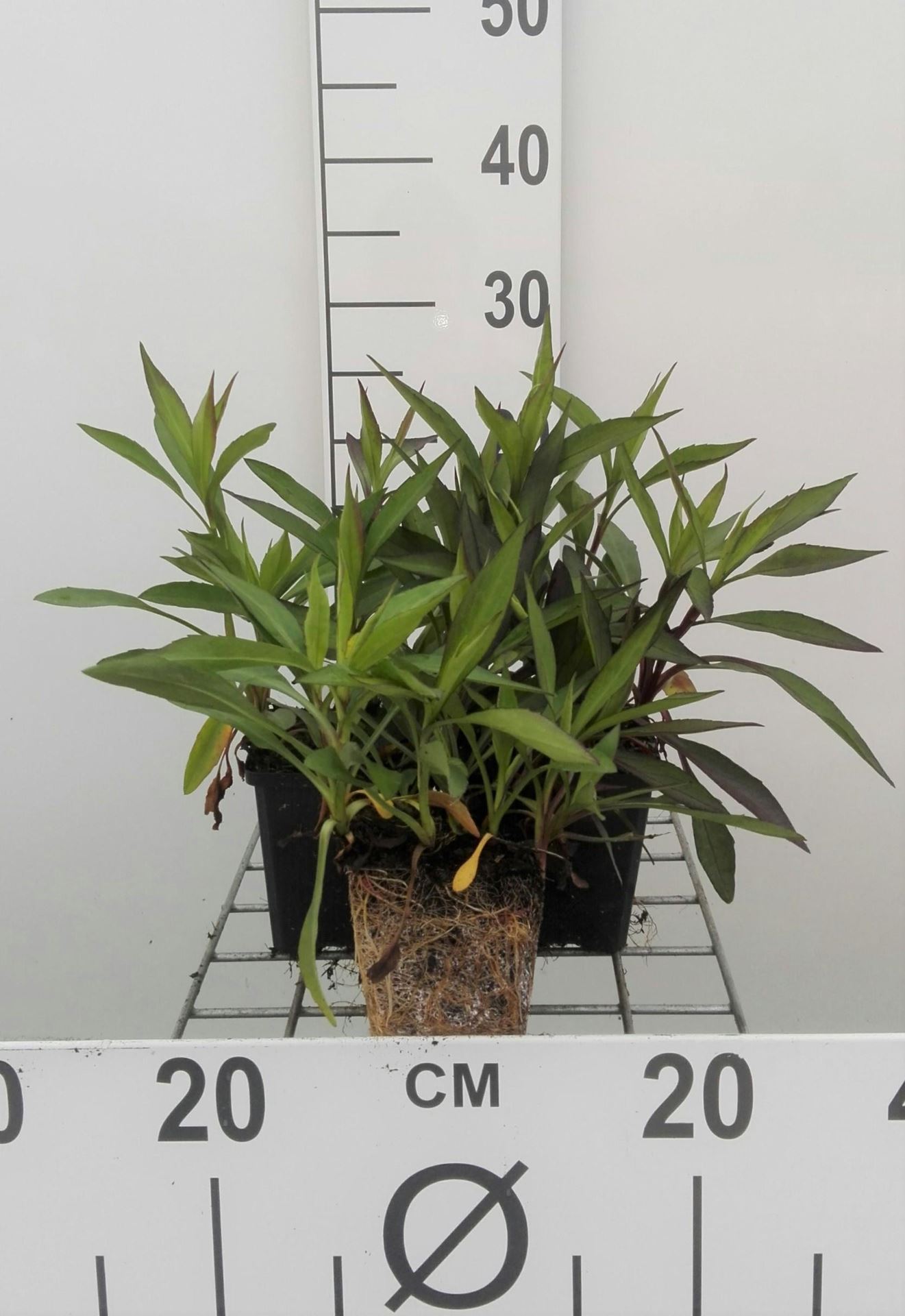 Aster novi-belgii'White Ladies'- pot 9x9 cm - Herfstaster afbeelding
