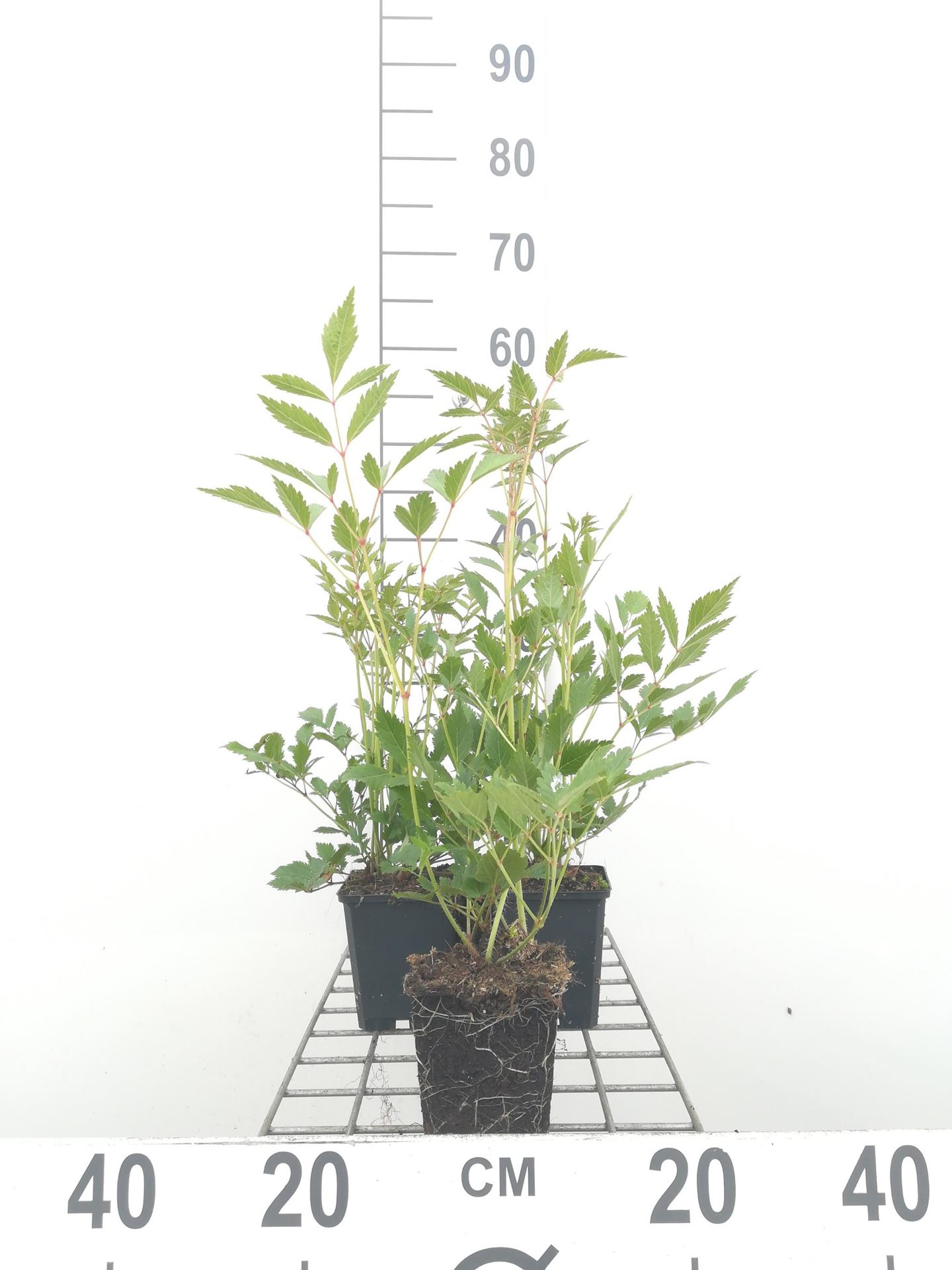 Astilbe'Rheinland'- pot 9x9 cm - Pluimspirea afbeelding