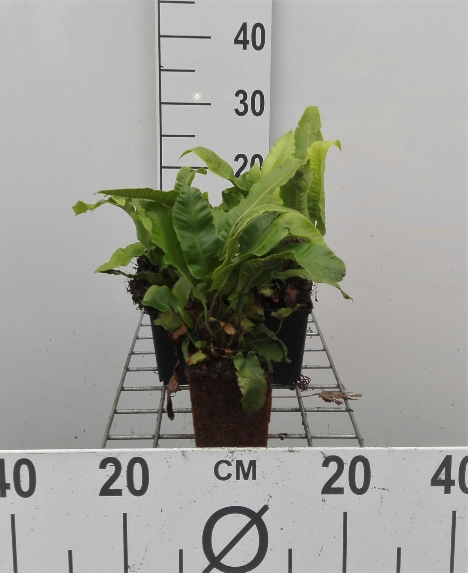 Asplenium scolopendrium - pot 9x9 cm - Tongvaren afbeelding